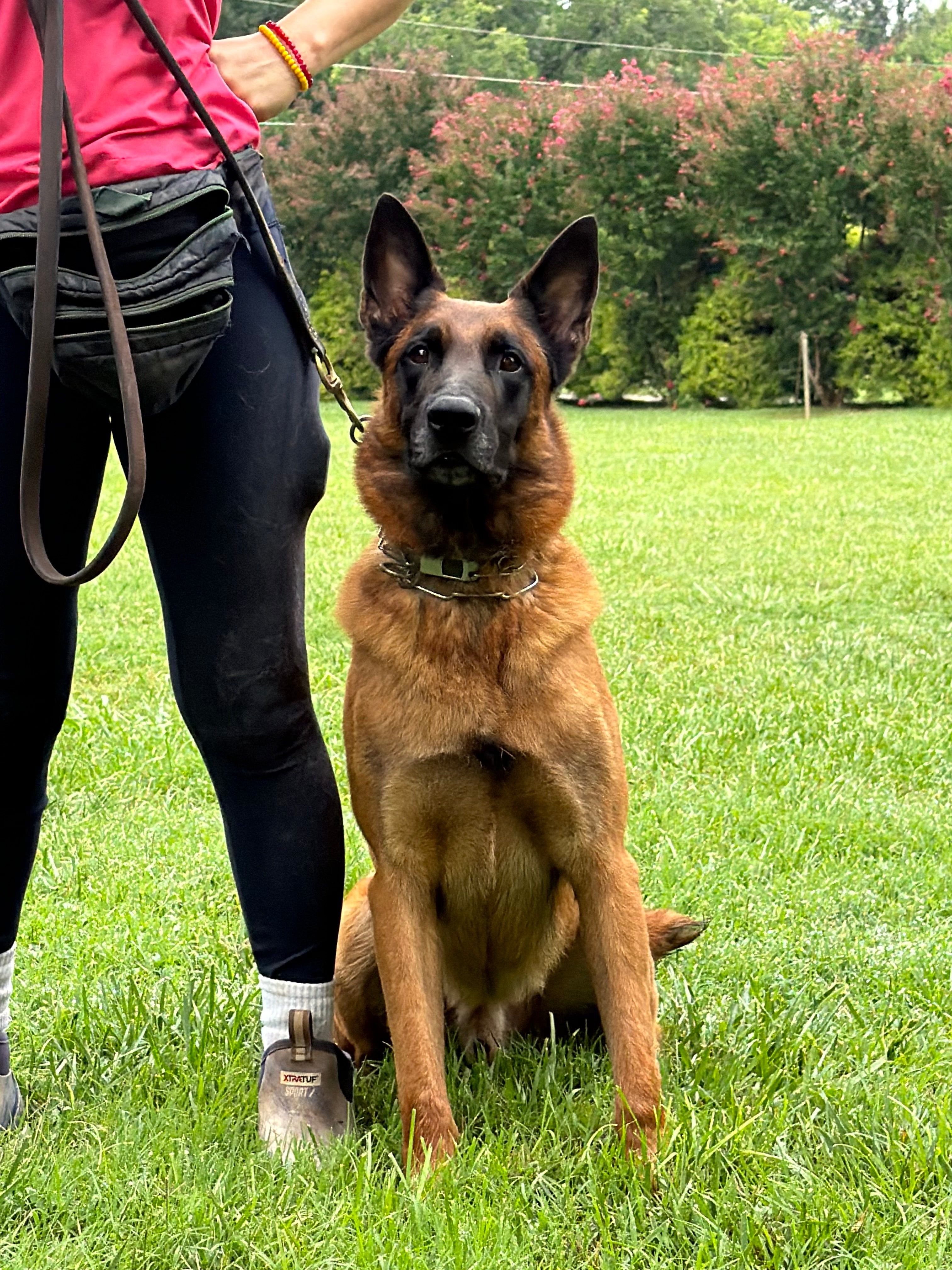 Loki Male Adult Belgian Malinois