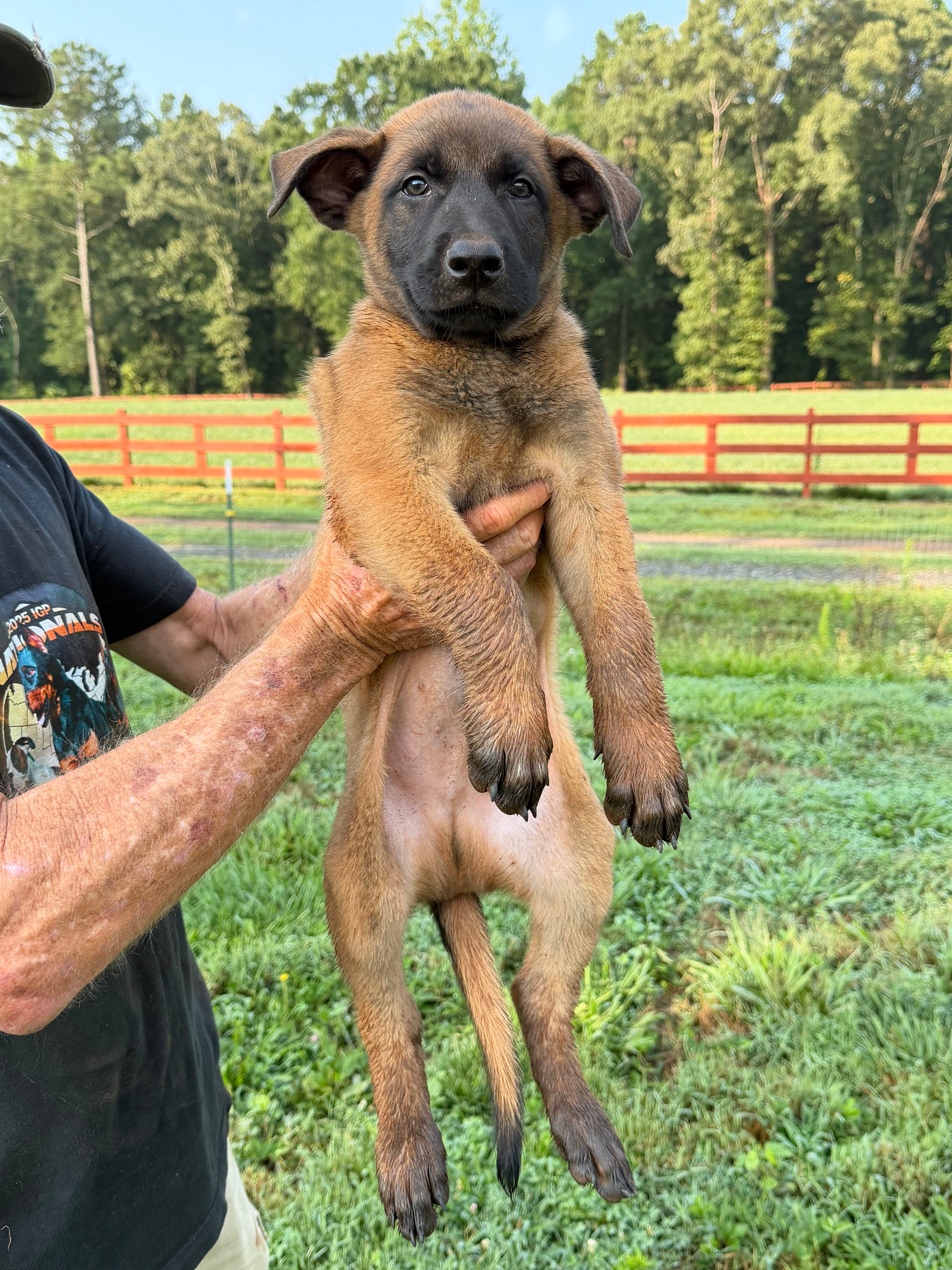 K litter puppies 2026