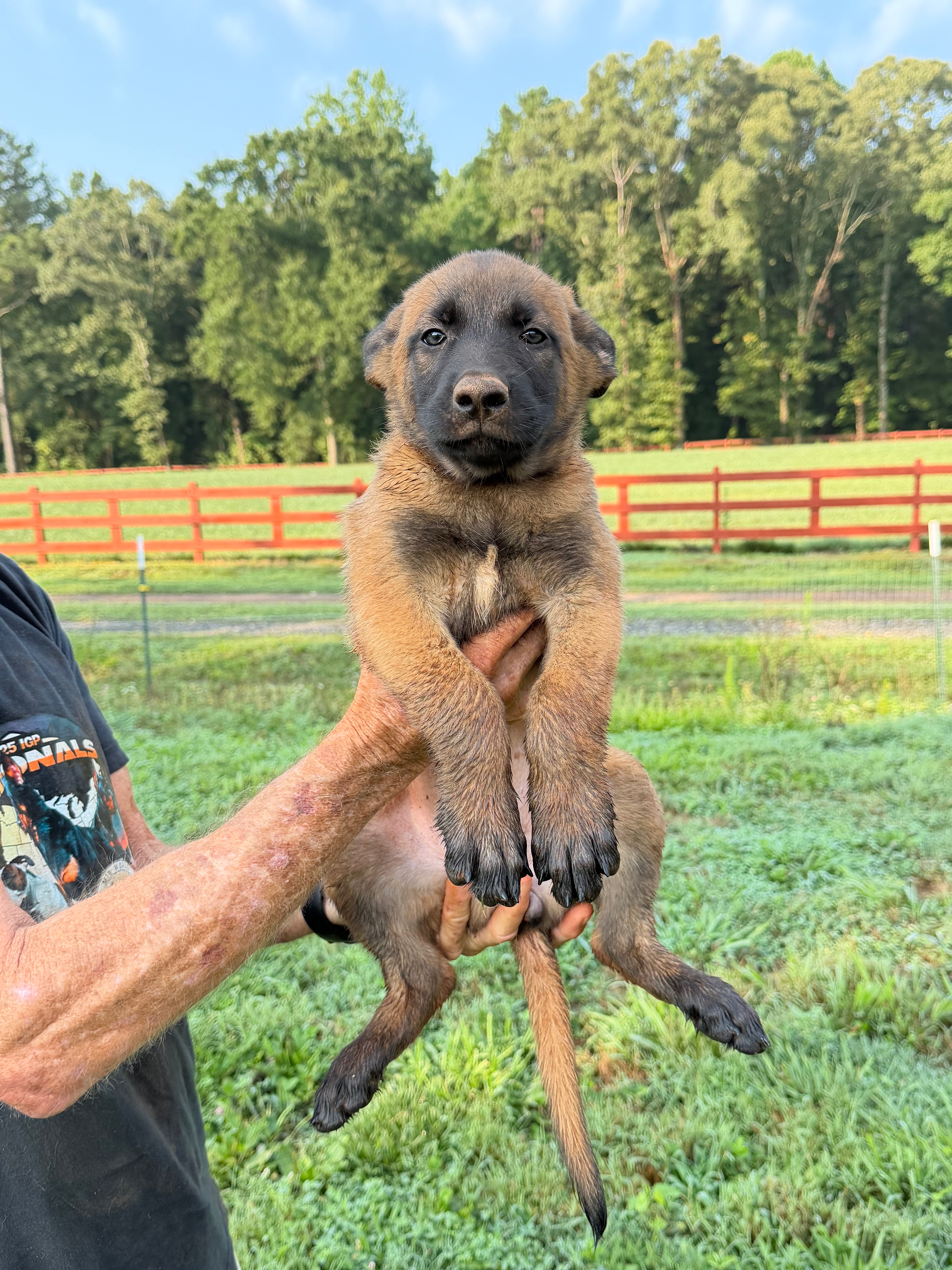 K litter puppies 2026