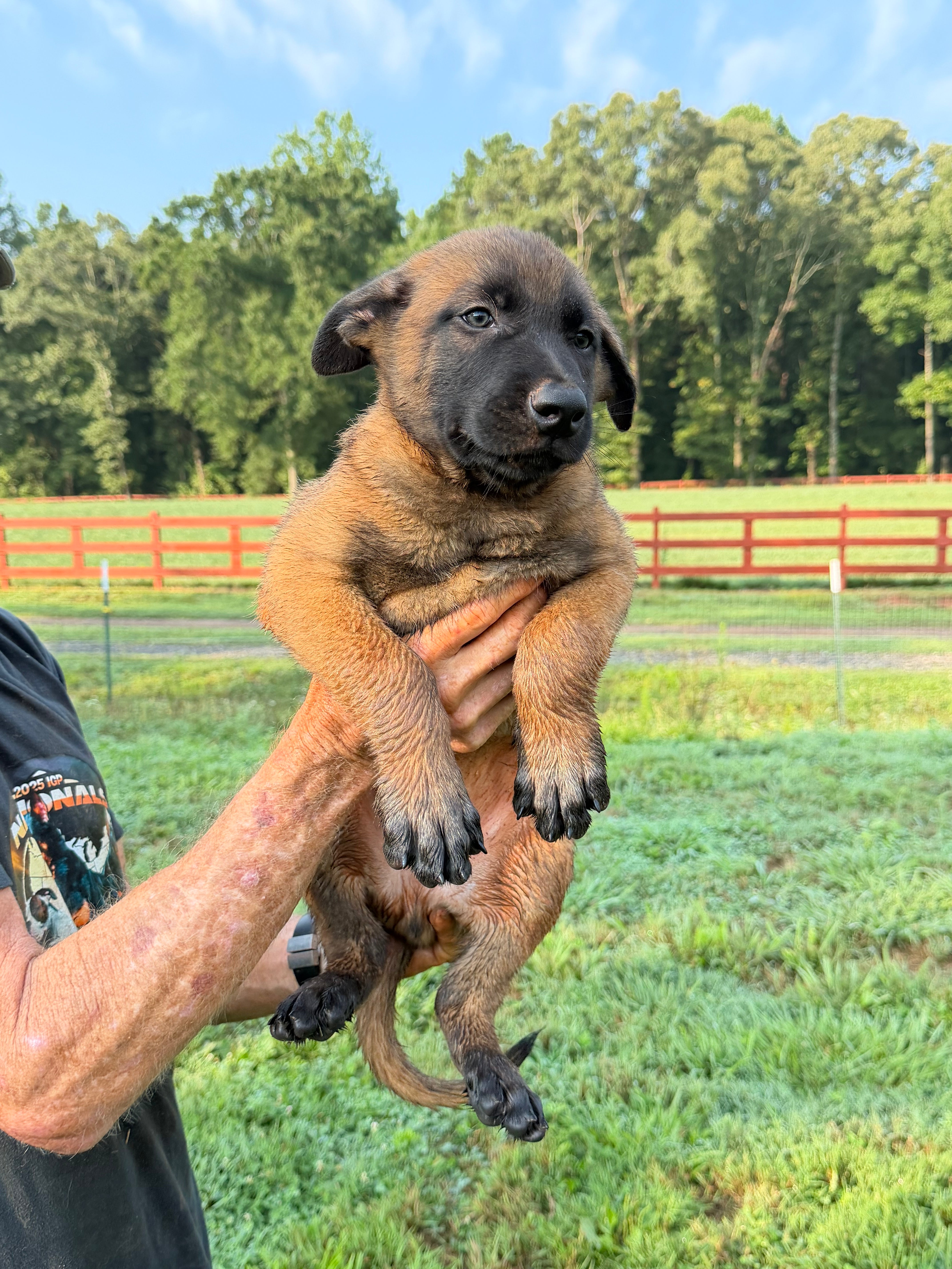 K litter puppies 2026