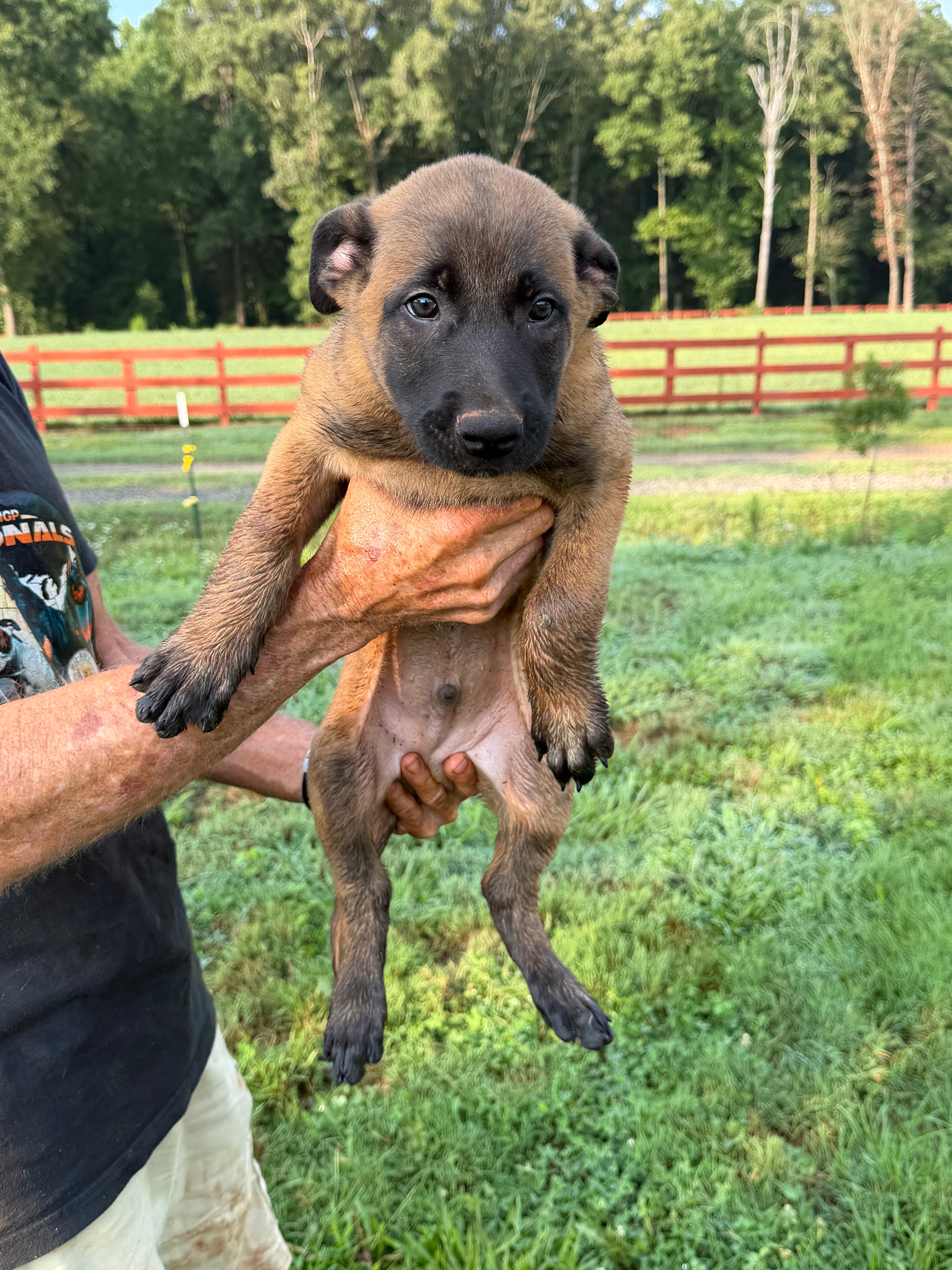 K litter puppies 2026