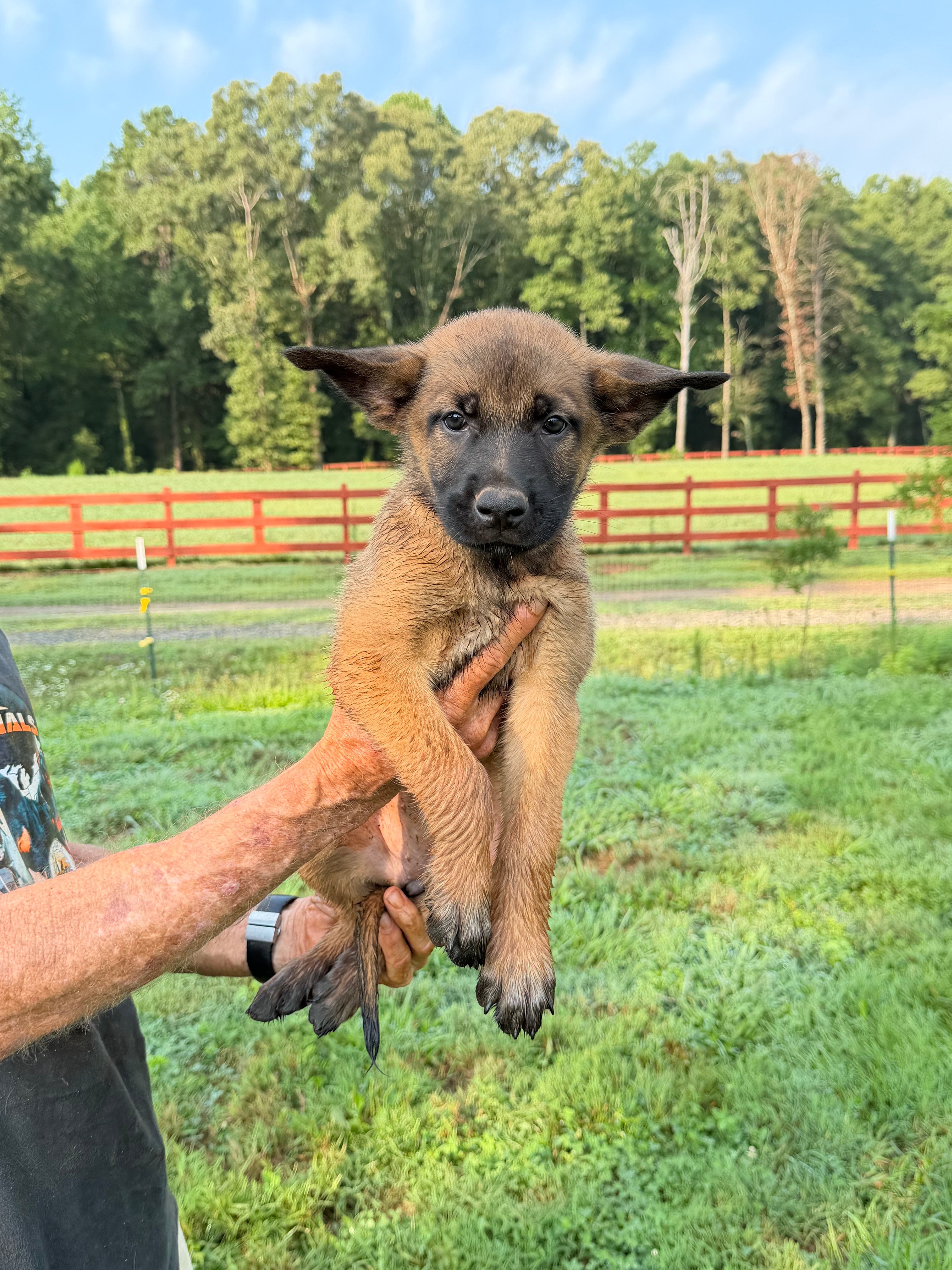 K litter puppies 2026