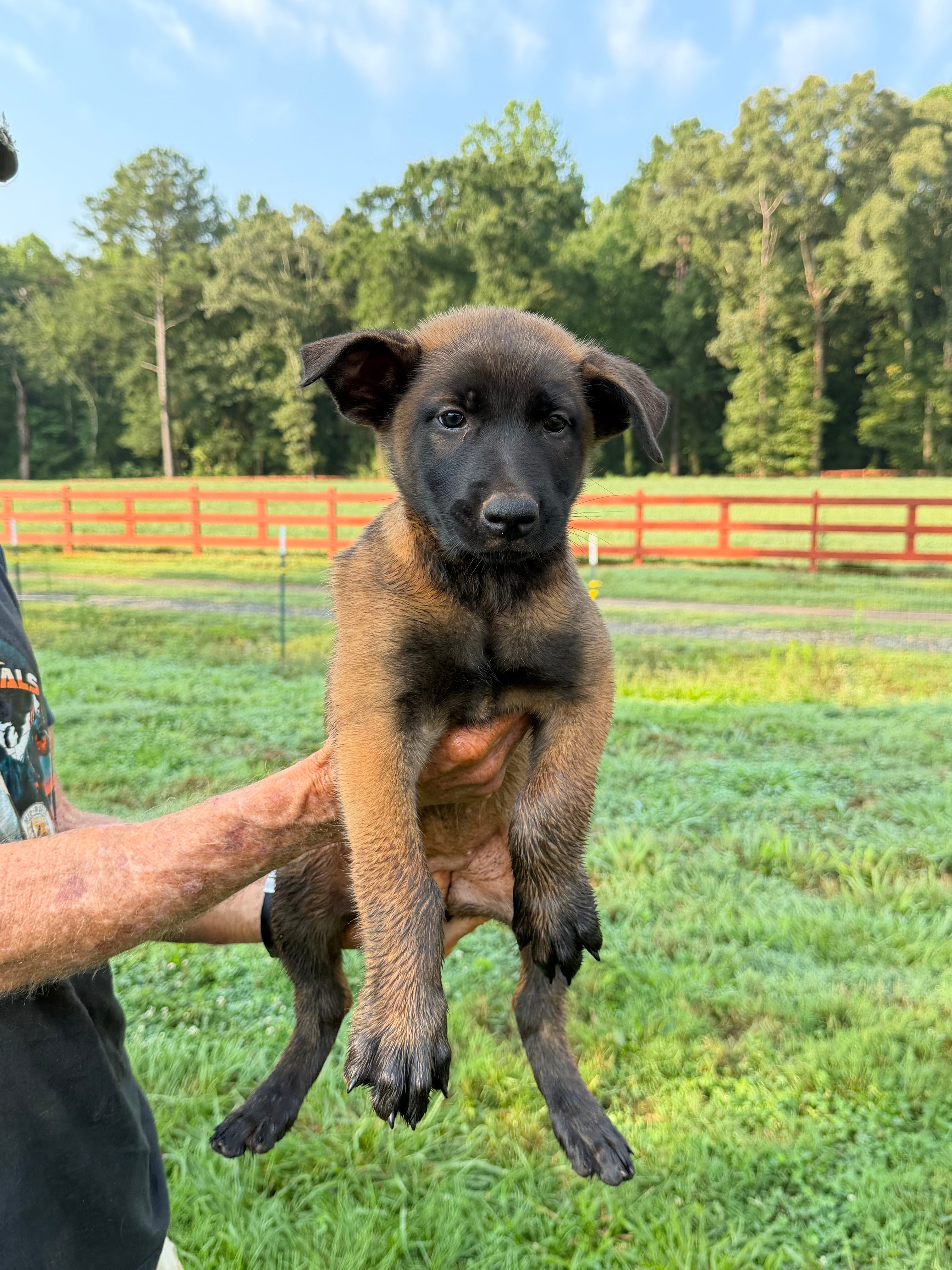 K litter puppies 2026