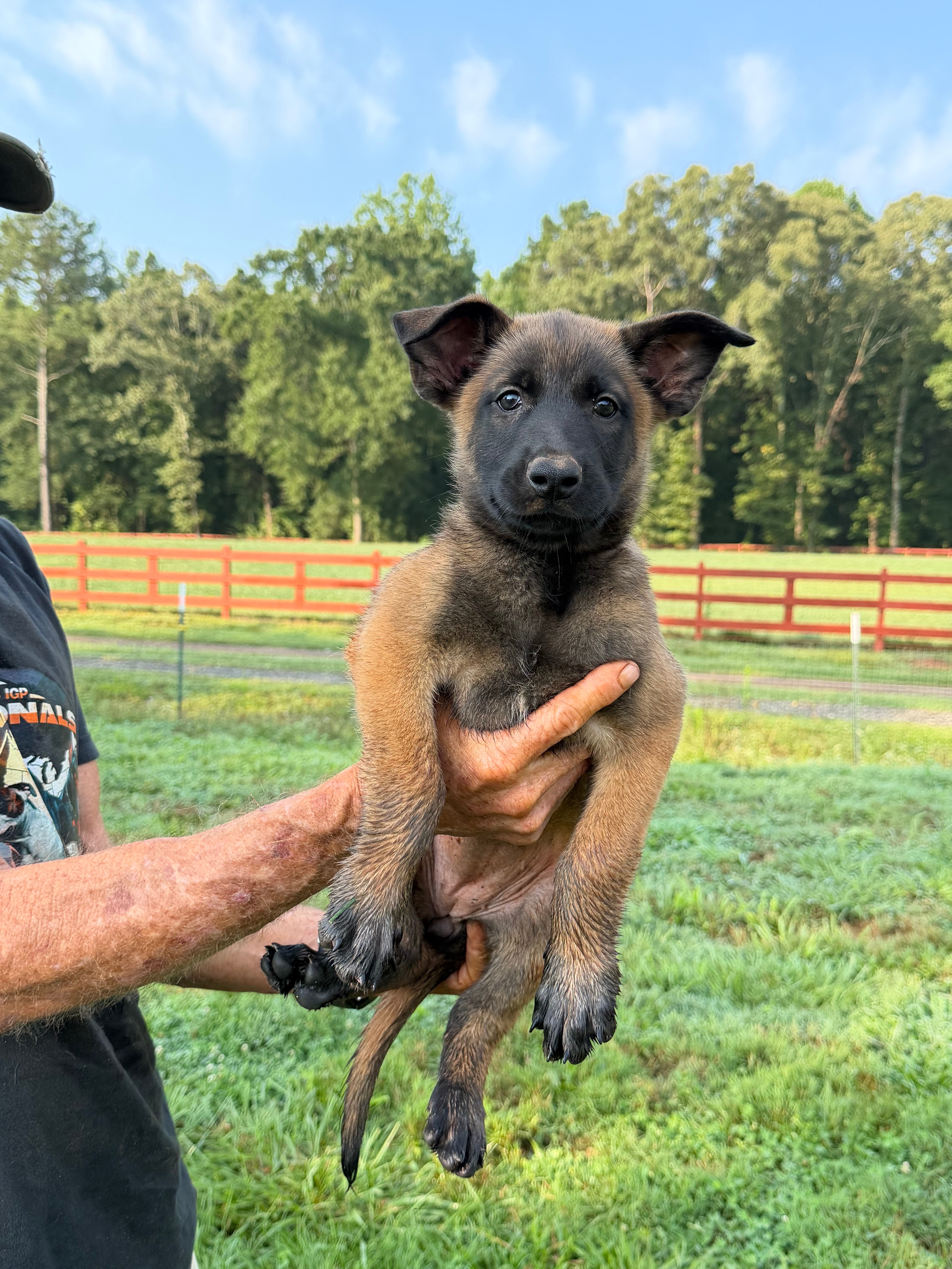 K litter puppies 2026