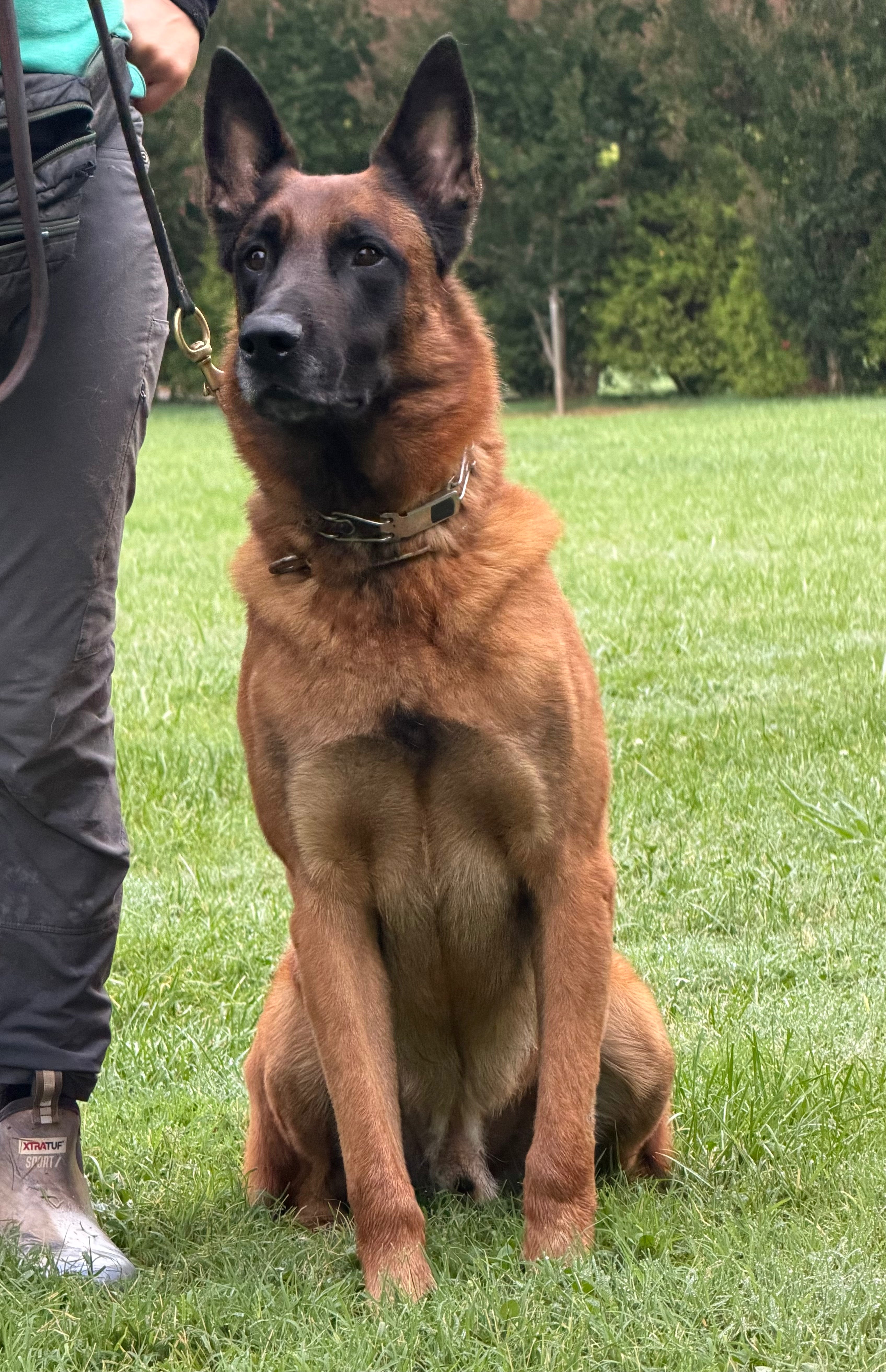 Loki Male Adult Belgian Malinois