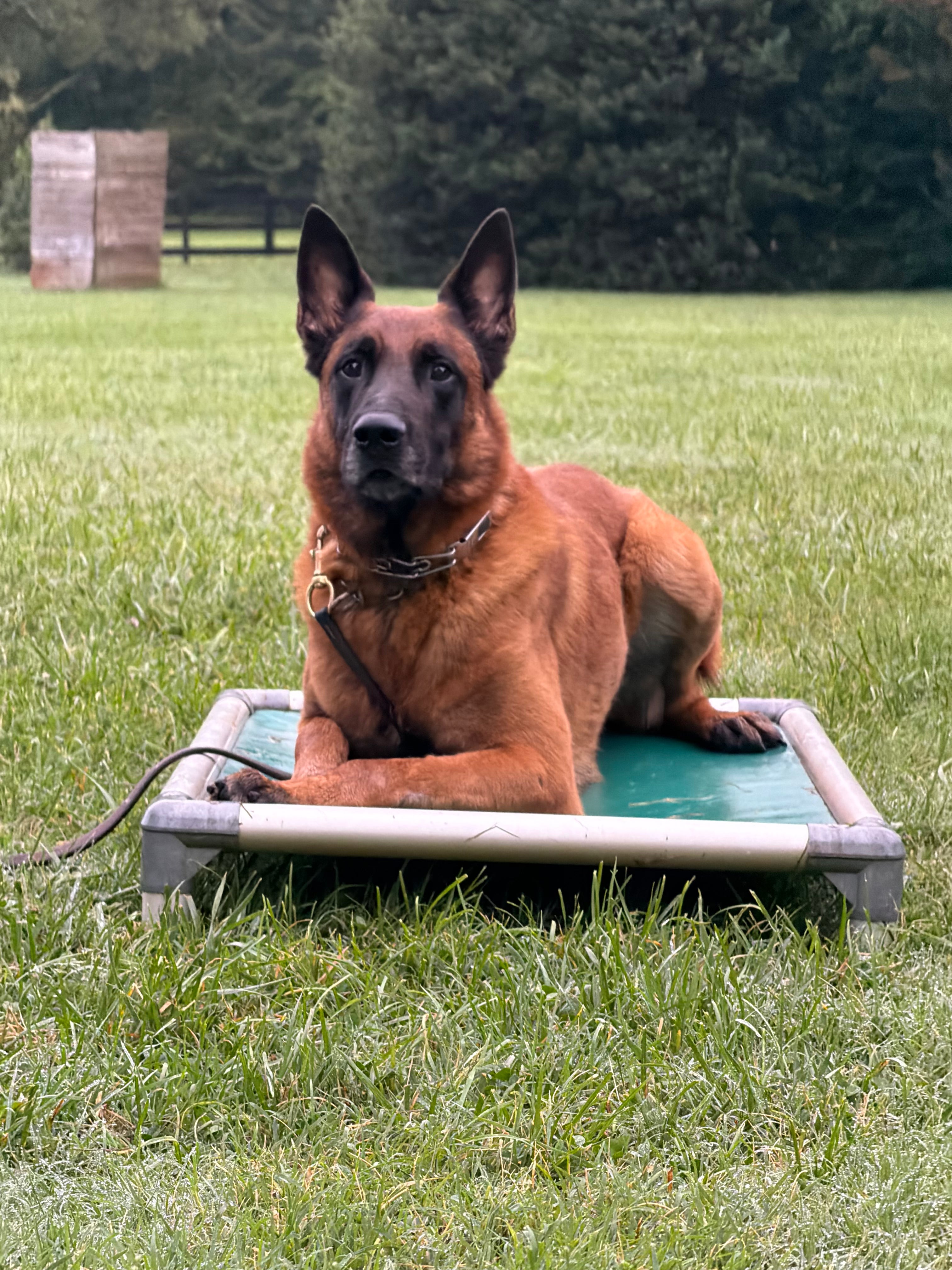 Loki Male Adult Belgian Malinois