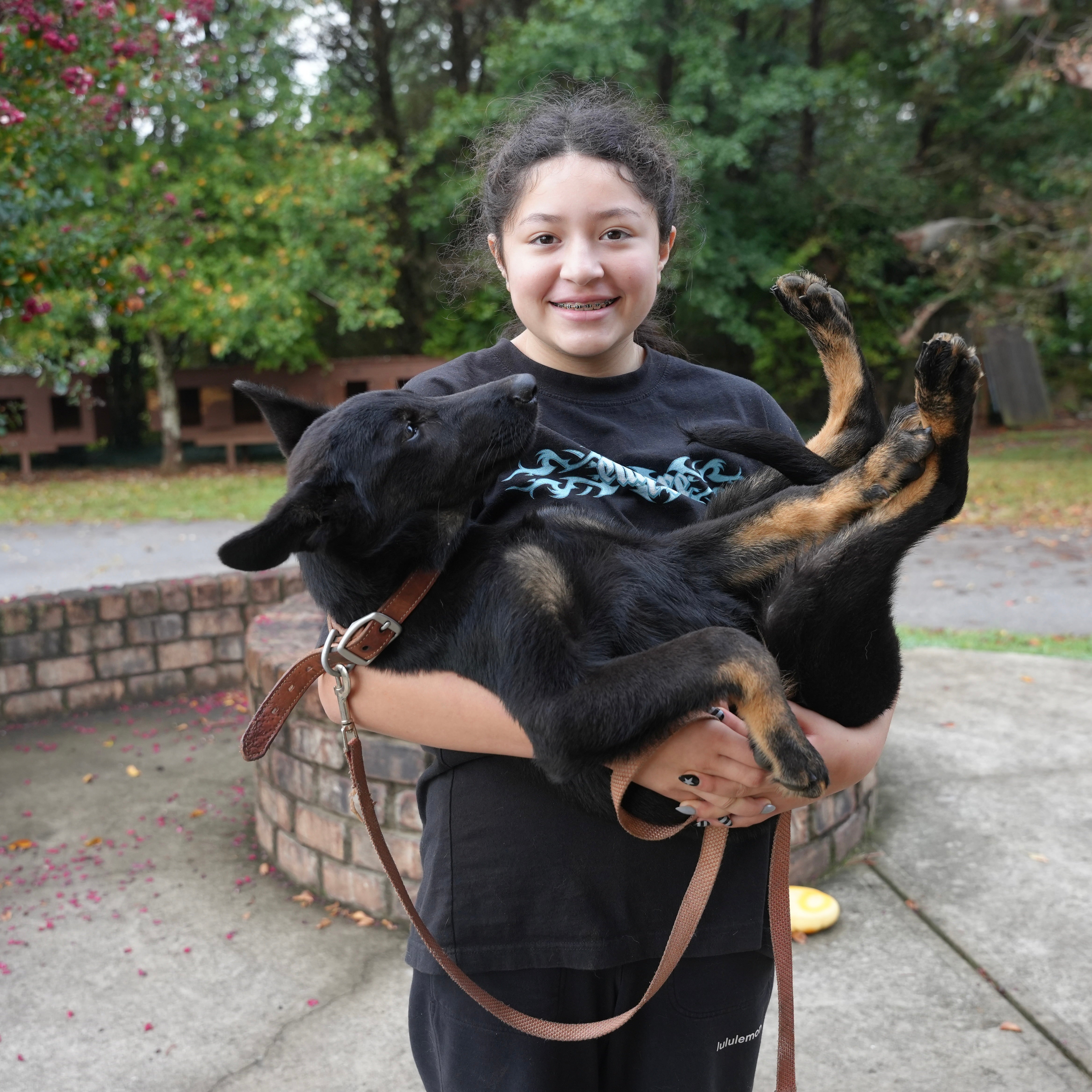 Justin Adolescent Male German Shepherd