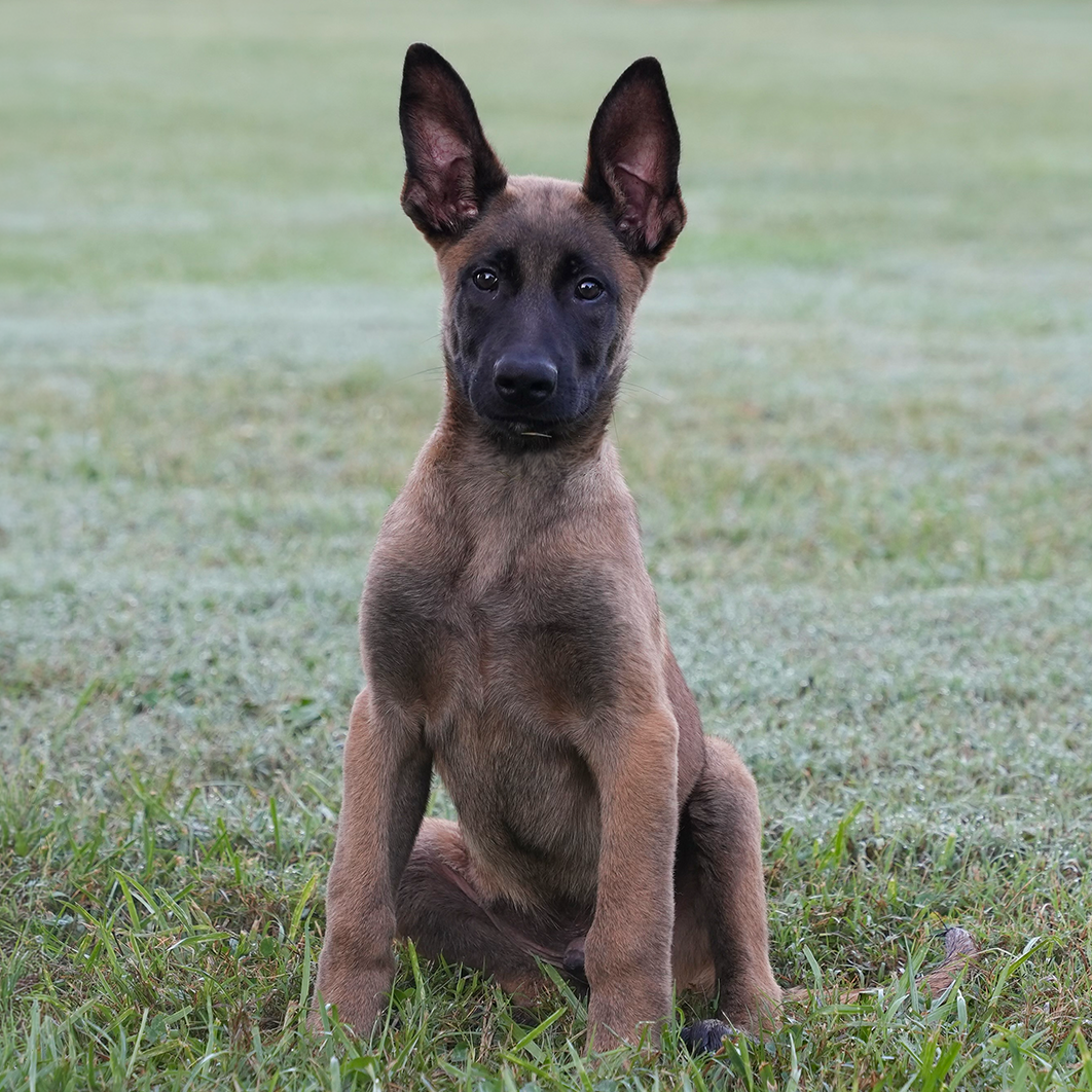 Kondor Adolescent Male Belgian Malinois