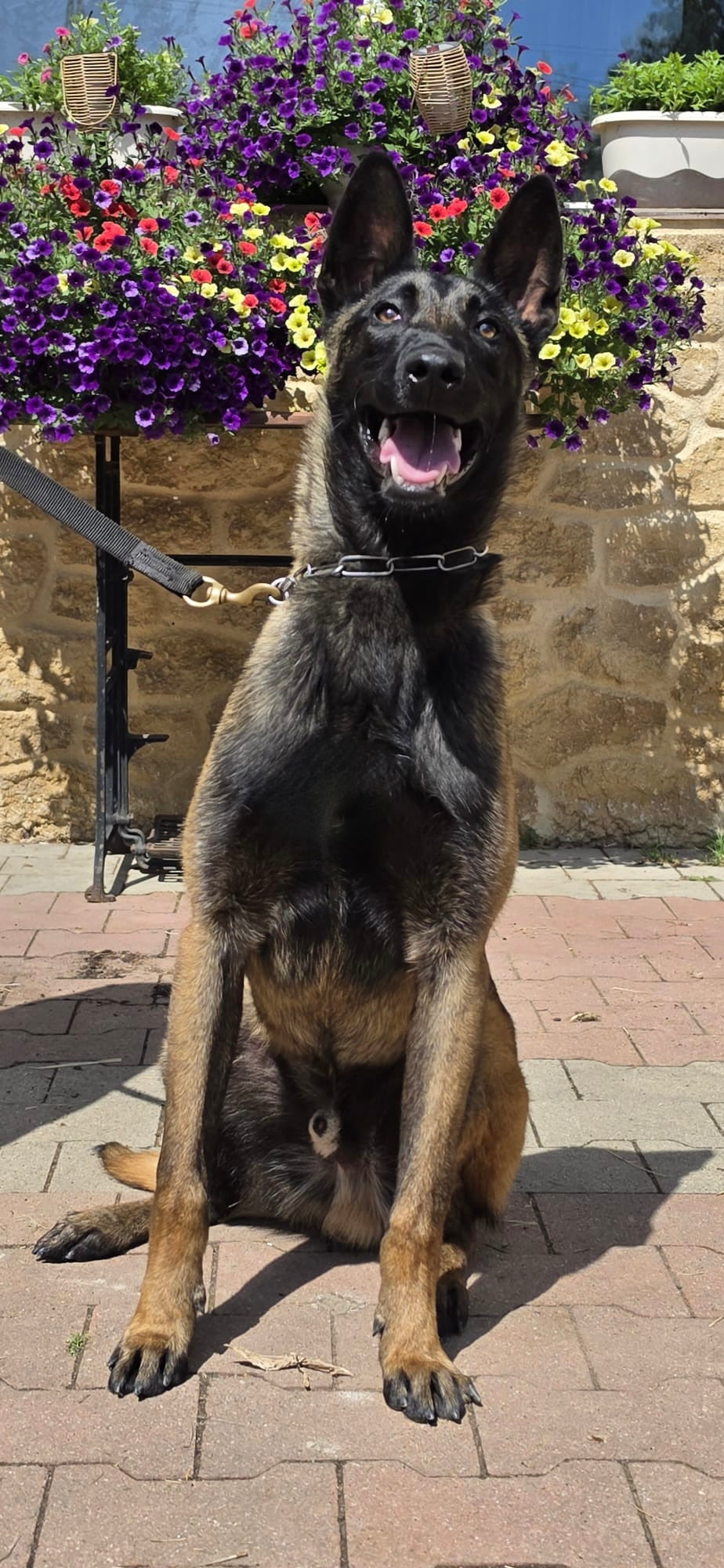 Jack - Trained Adult Male Belgian Malinois