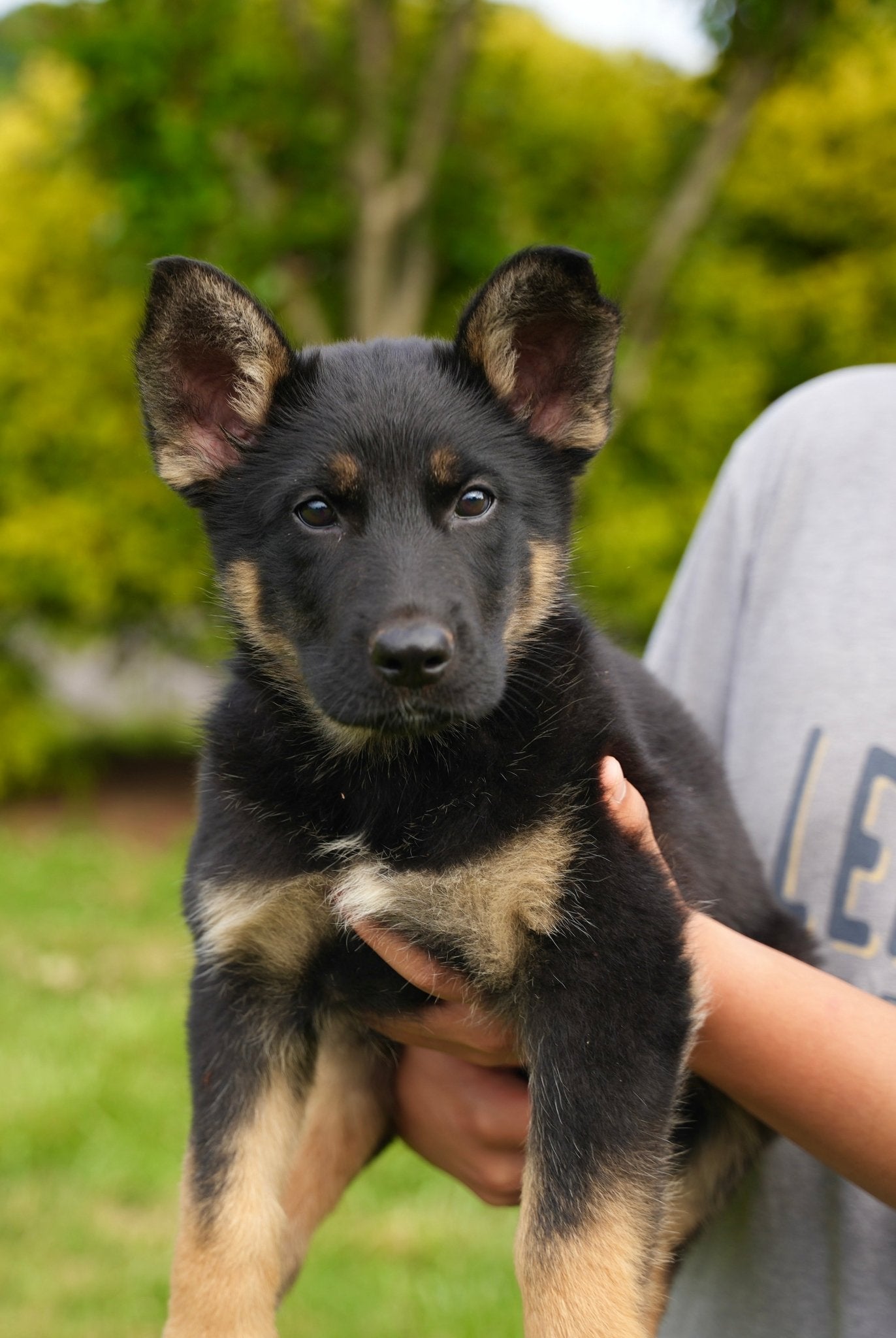 B Litter German Shepherd Puppies 2025 - protectiondog.com