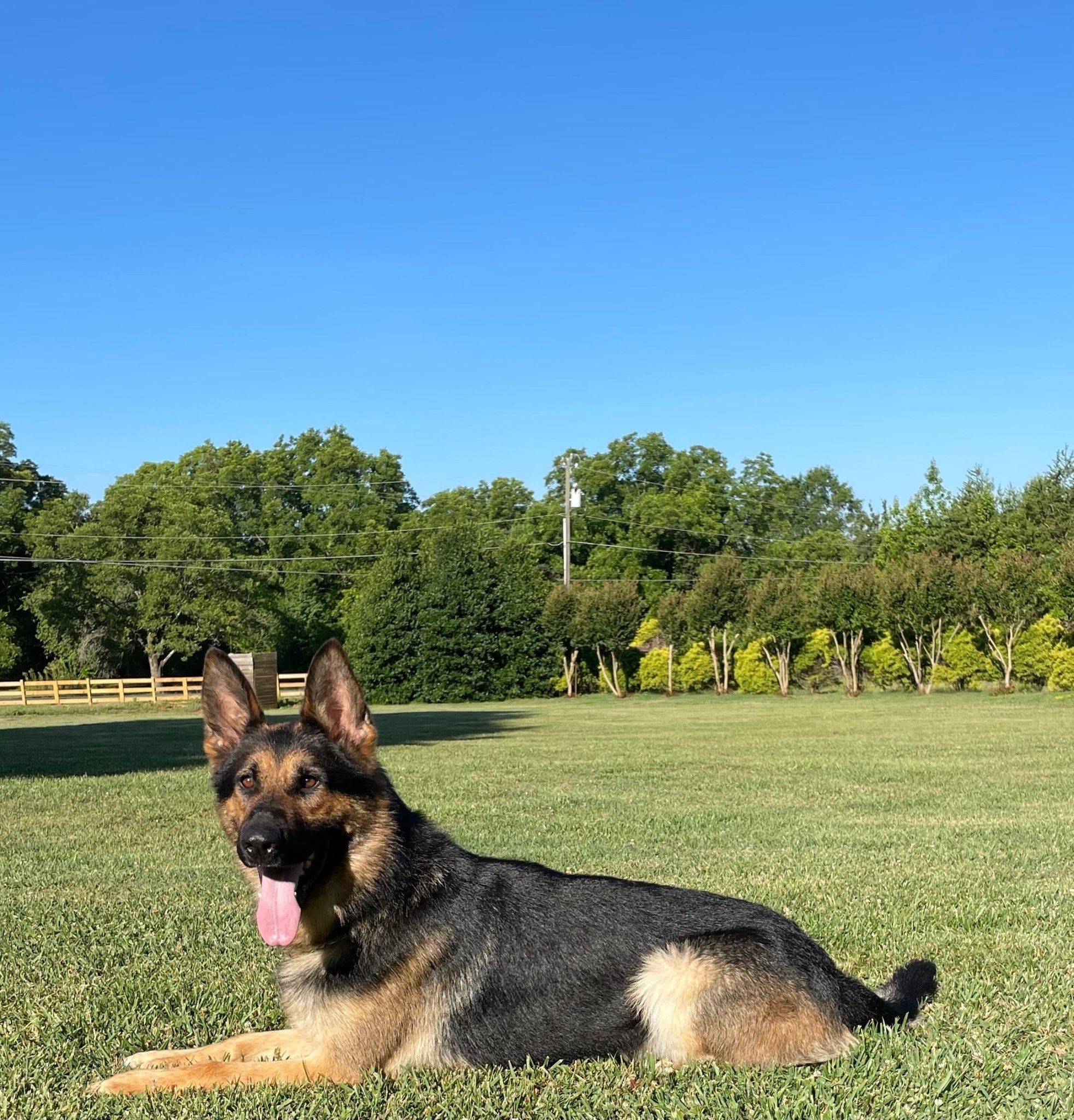B Litter German Shepherd Puppies 2025 - protectiondog.com