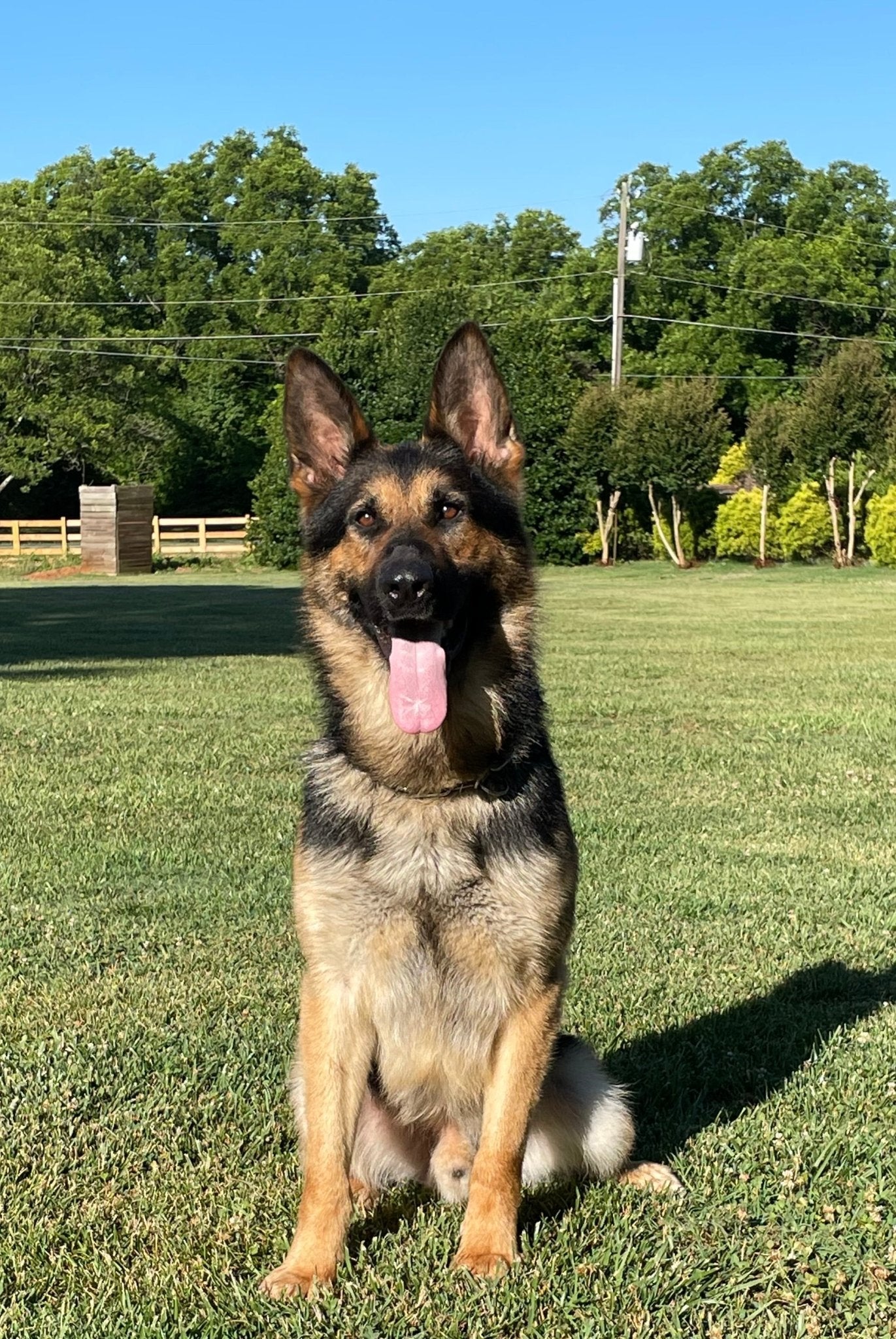 B Litter German Shepherd Puppies 2025 - protectiondog.com