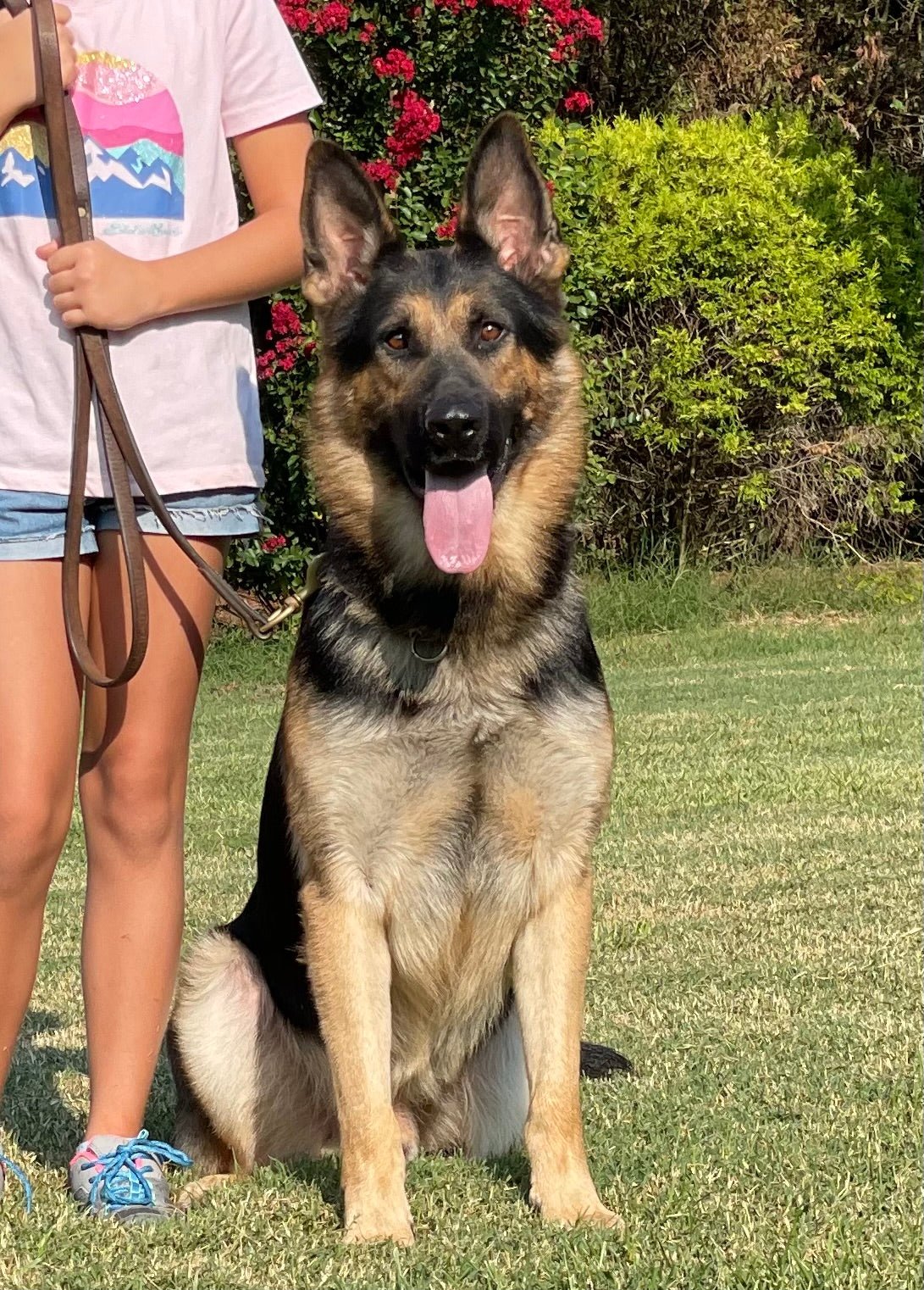 B Litter German Shepherd Puppies 2025 - protectiondog.com