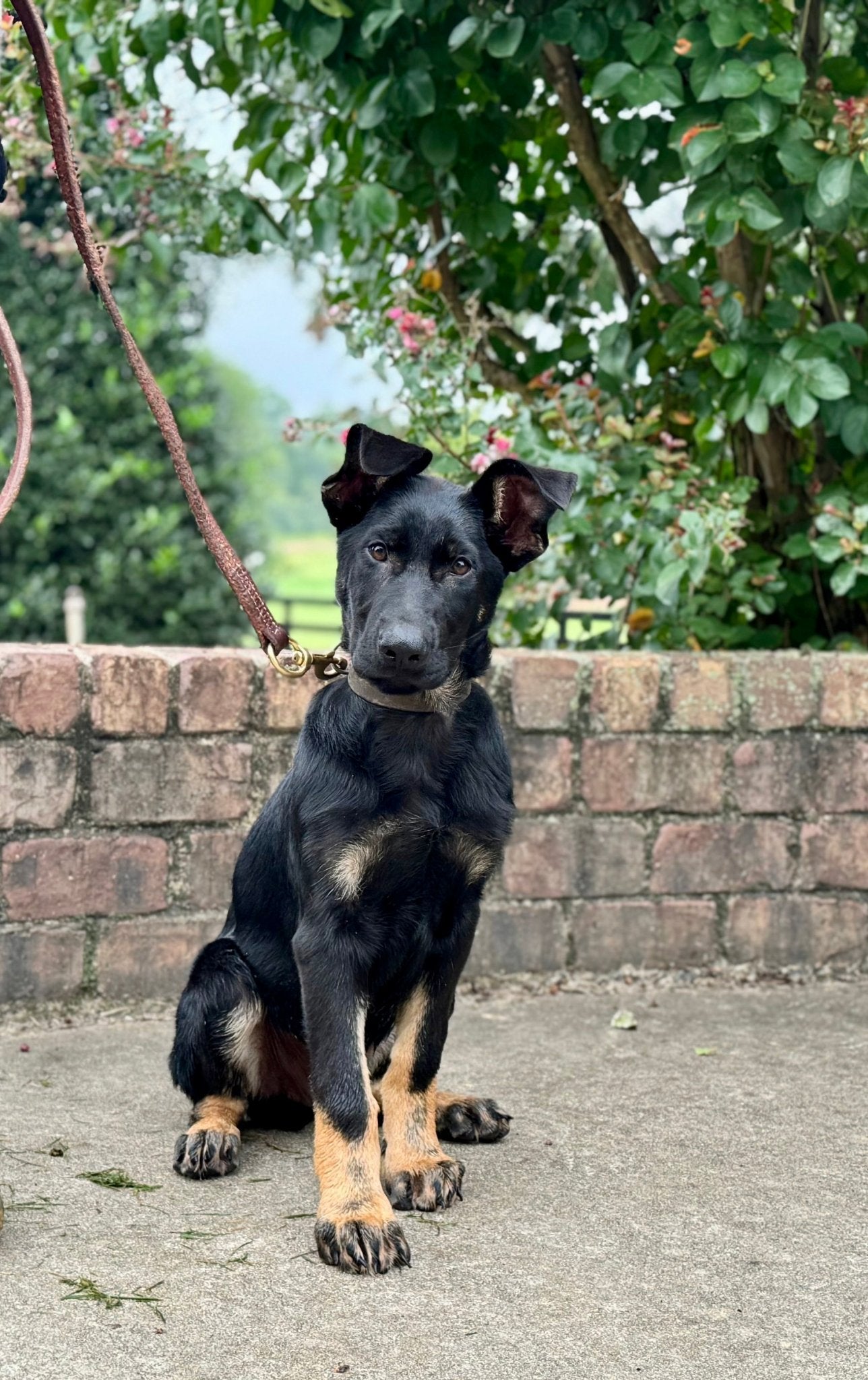 B Litter German Shepherd Puppies 2025 - protectiondog.com
