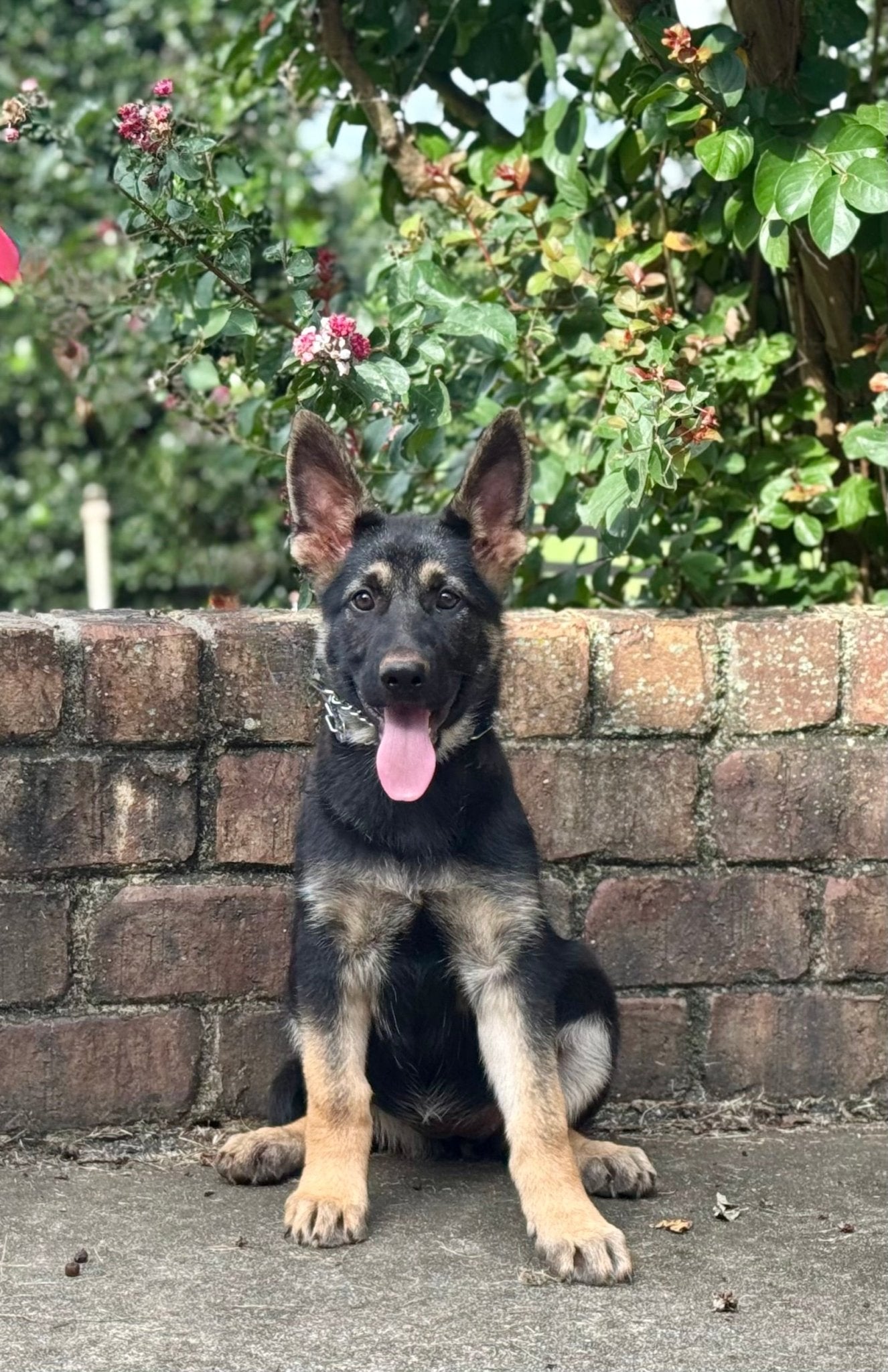 B Litter German Shepherd Puppies 2025 - protectiondog.com