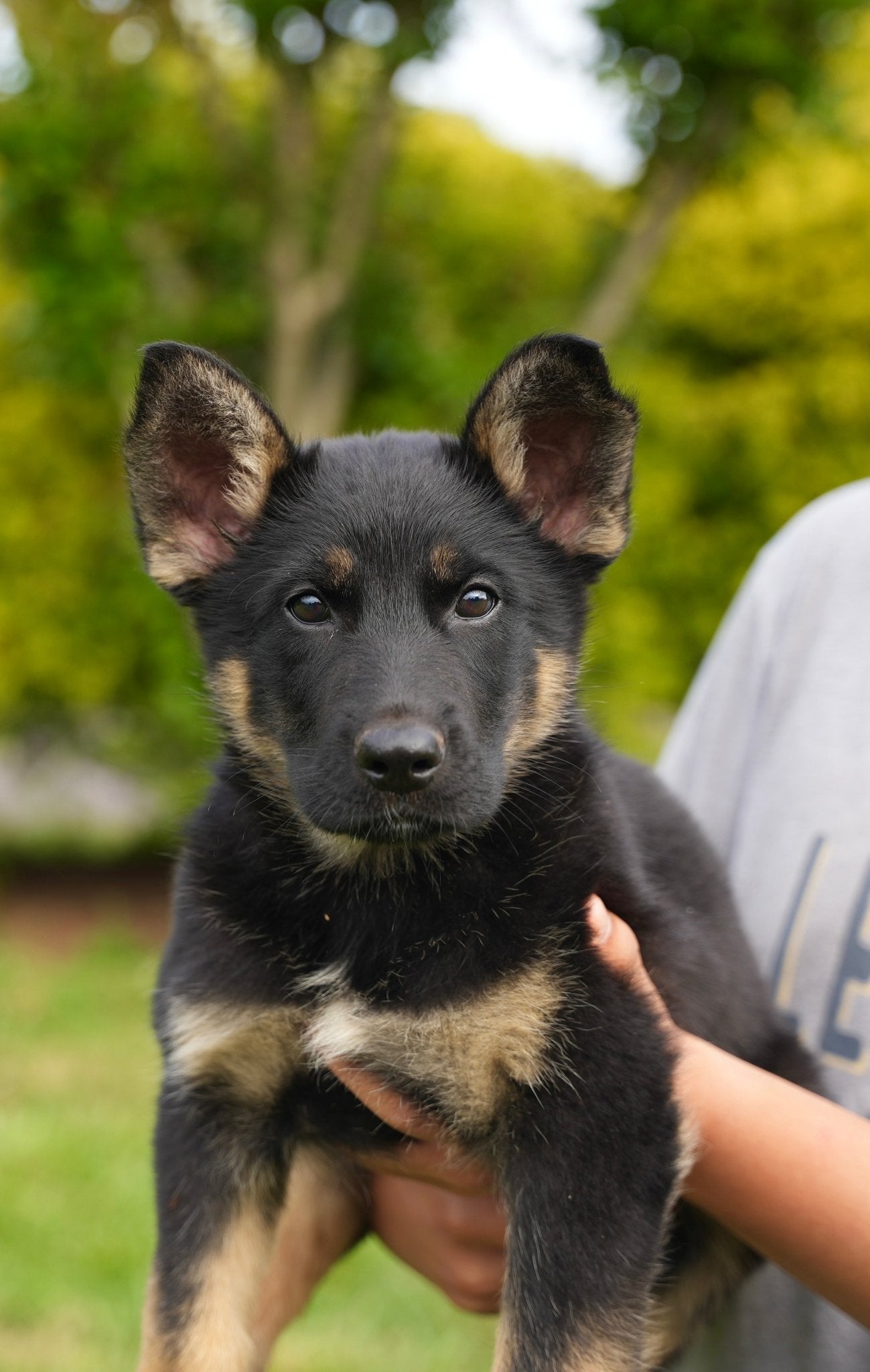 B Litter German Shepherd Puppies 2025 - protectiondog.com