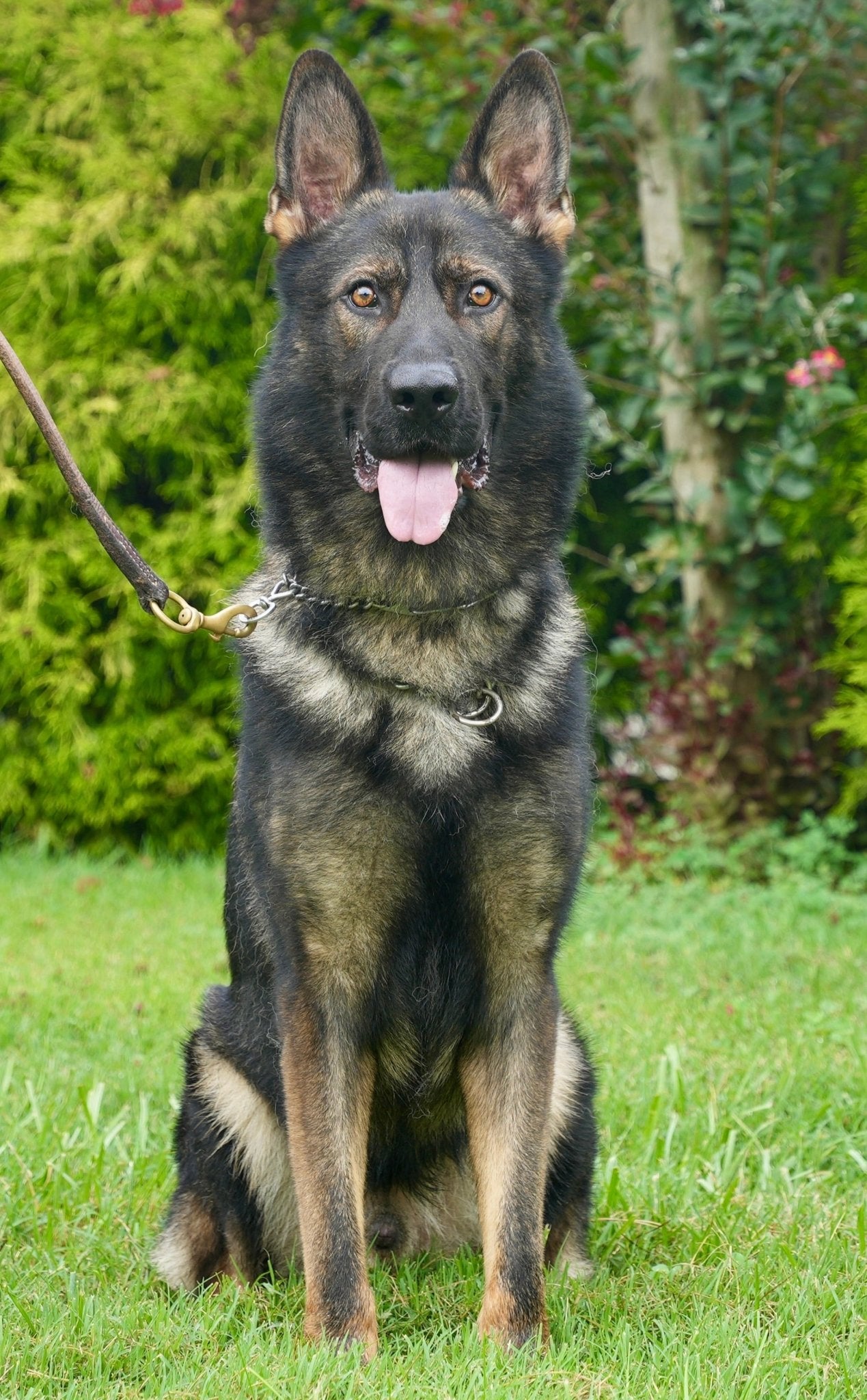 Blitz - Trained Adult Male German Shepherd - protectiondog.com
