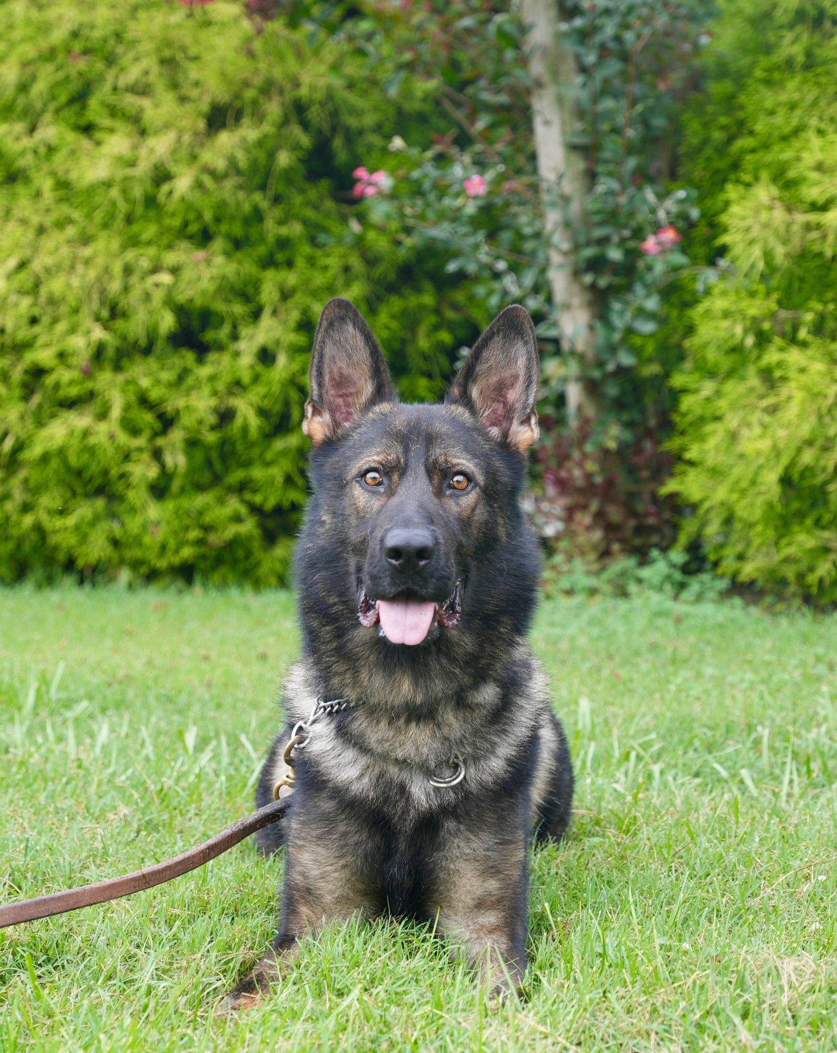Blitz - Trained Adult Male German Shepherd - protectiondog.com