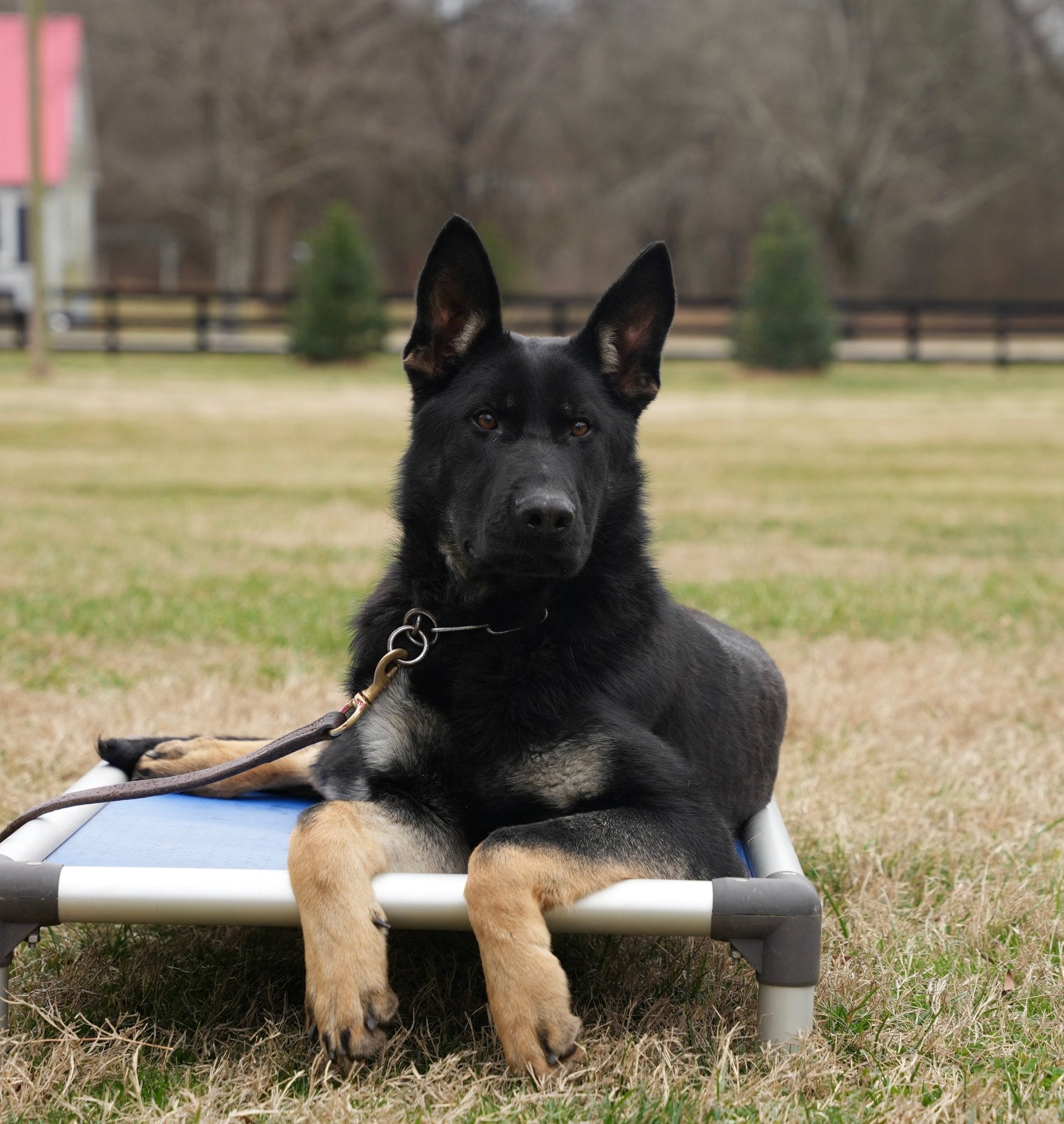 Boxer Males Trained Adolescents - protectiondog.com