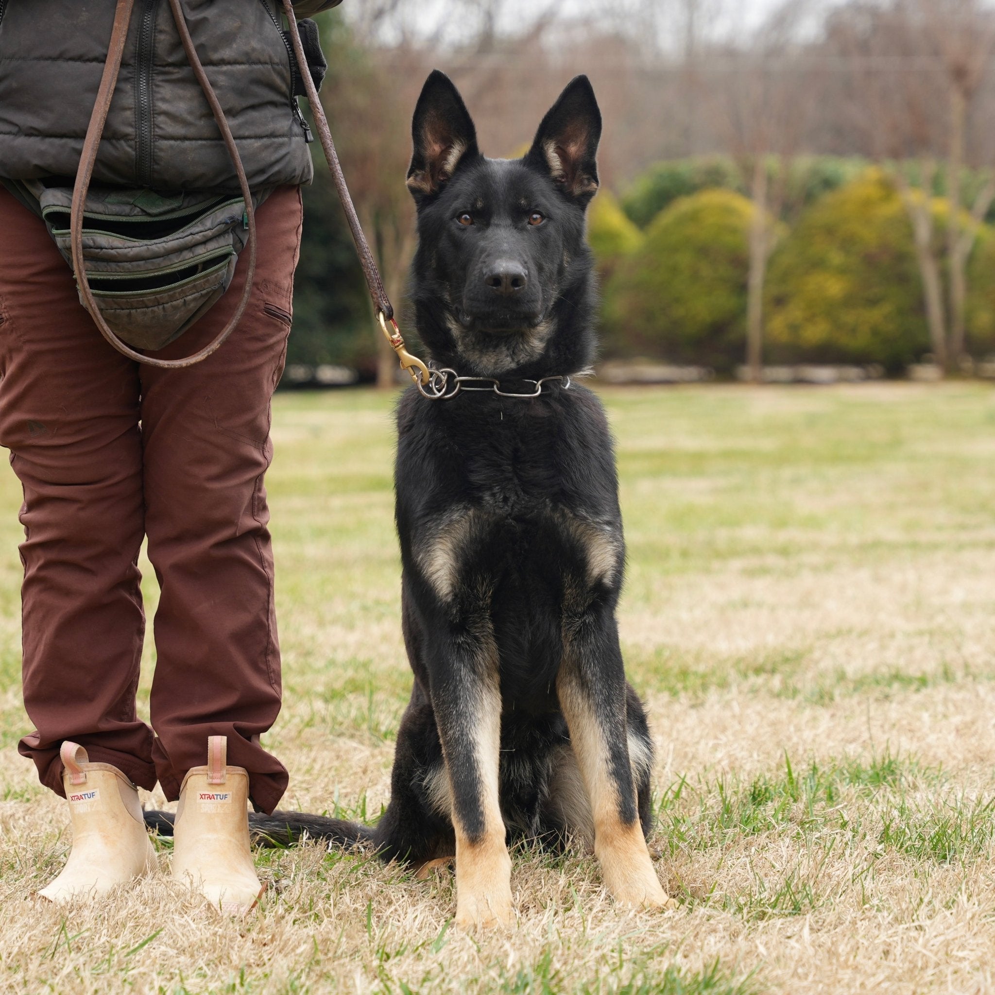 Boxer Males Trained Adolescents - protectiondog.com
