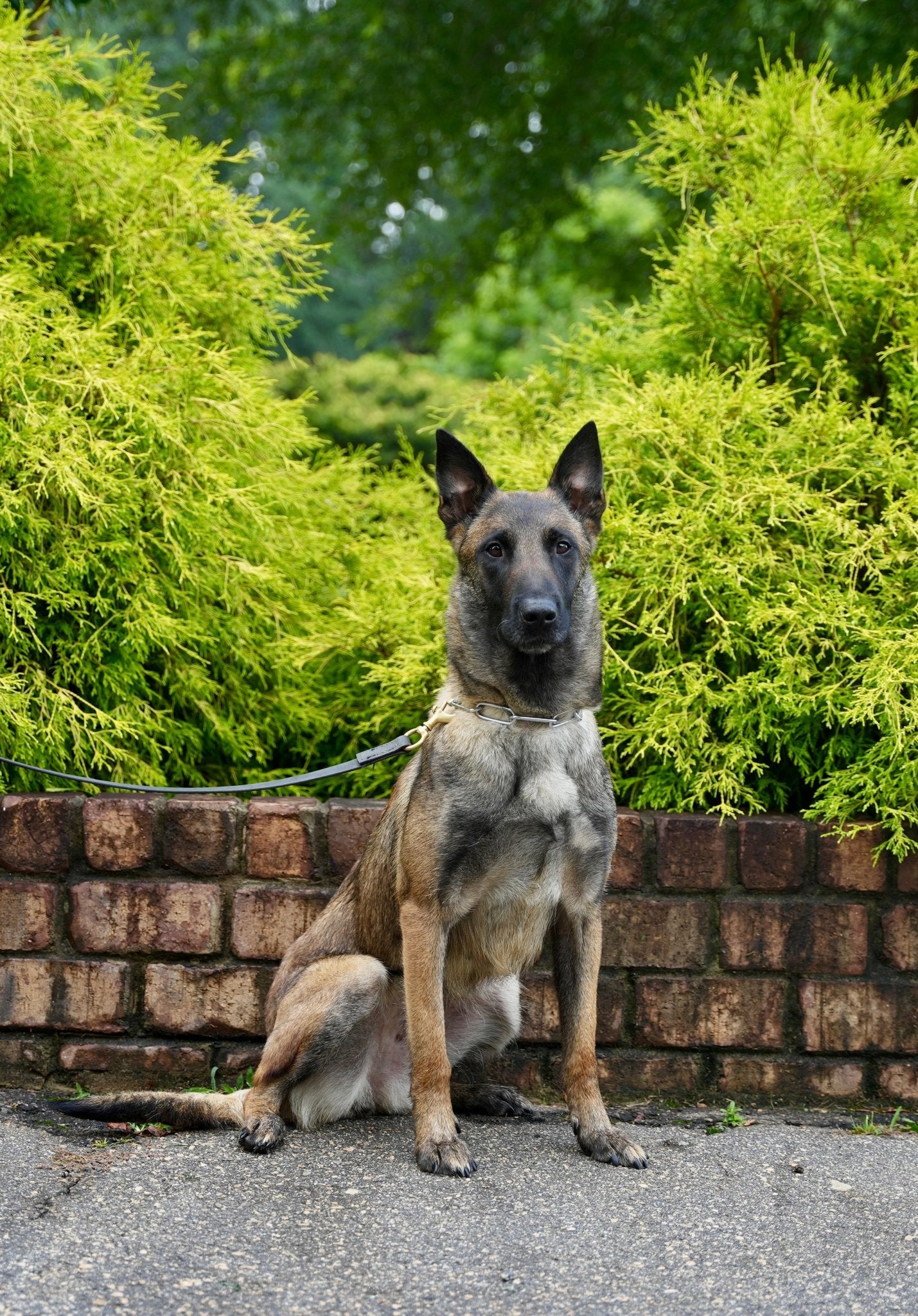 Brixi - Trained Adult Female Belgian Malinois - protectiondog.com