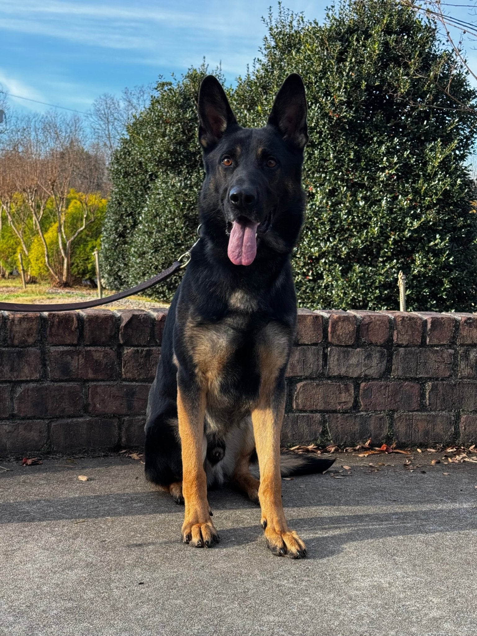 Django - Trained Adult Male German Shepherd - protectiondog.com
