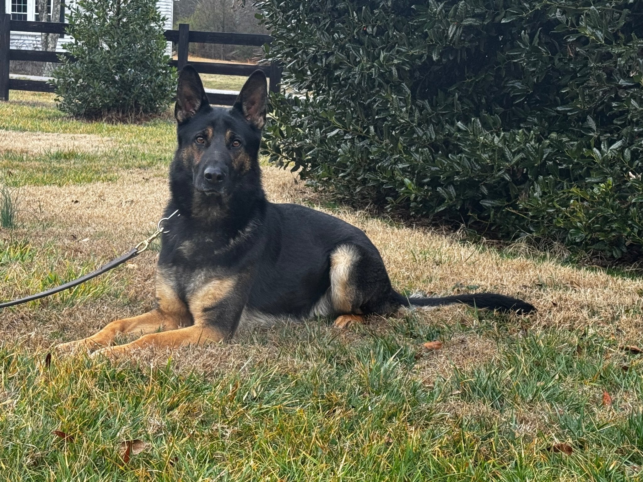 German Shepherd dog sitting on grass with a leash attached