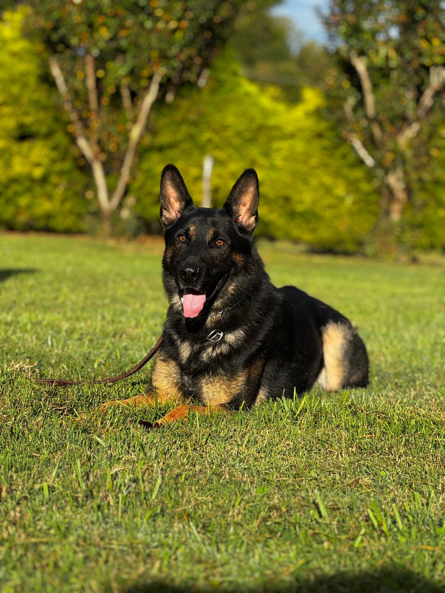 Django - Trained Adult Male German Shepherd - protectiondog.com