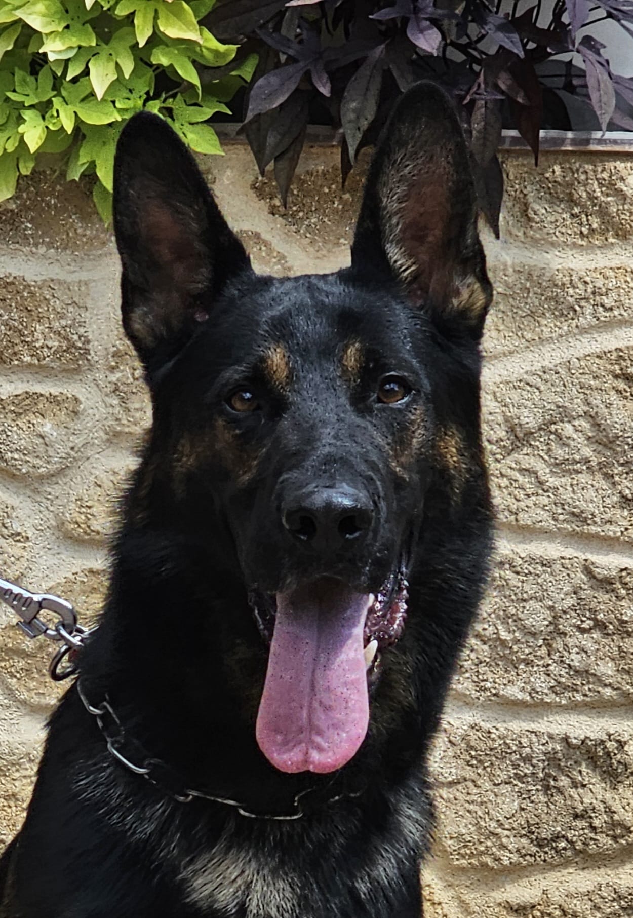 Django - Trained Adult Male German Shepherd - protectiondog.com