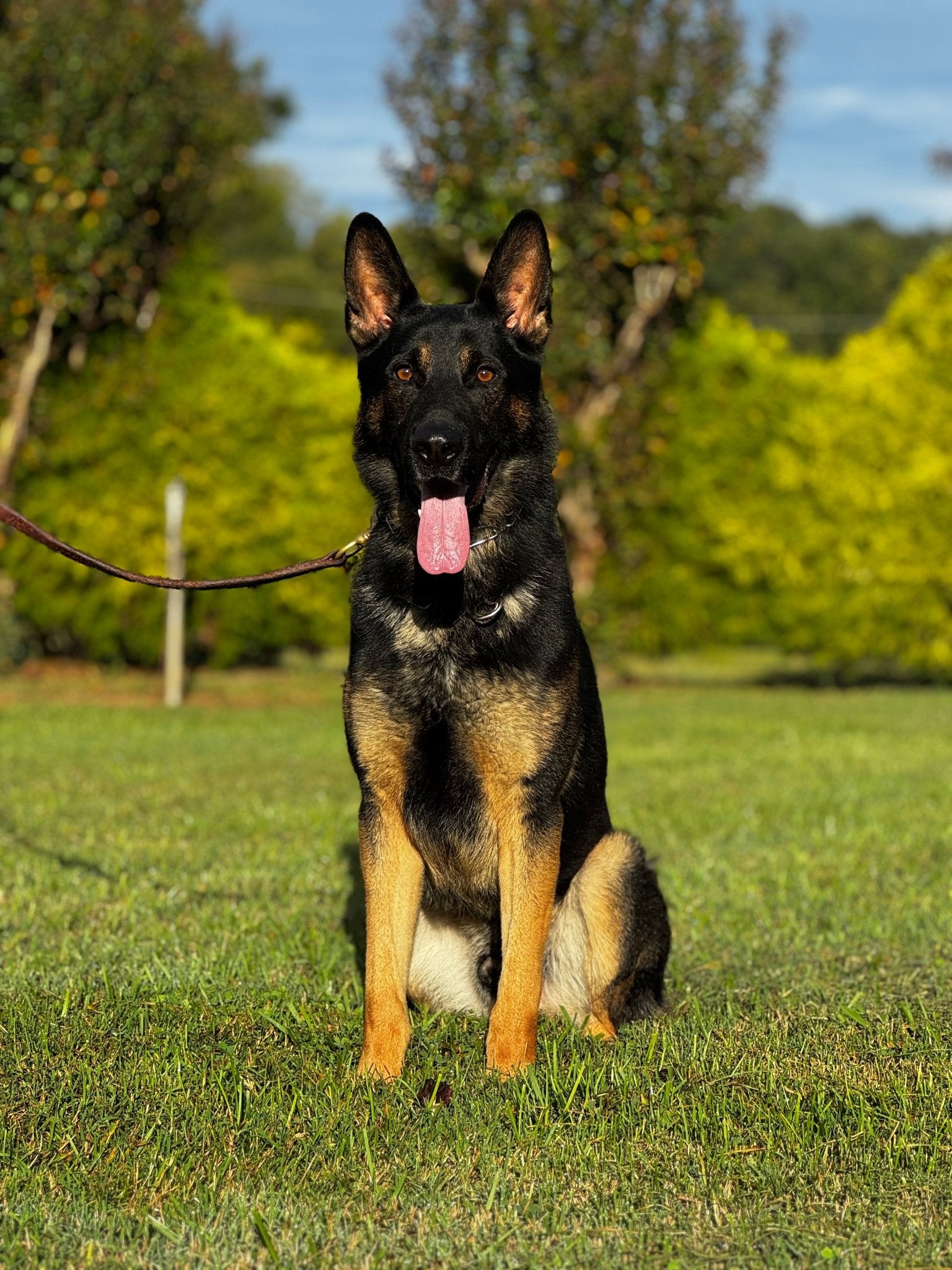 Django - Trained Adult Male German Shepherd - protectiondog.com