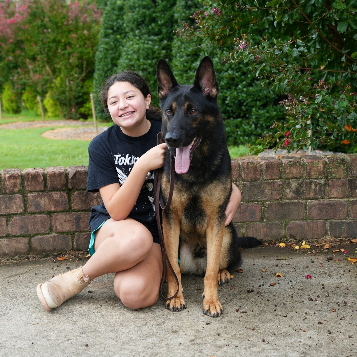 Django - Trained Adult Male German Shepherd - protectiondog.com