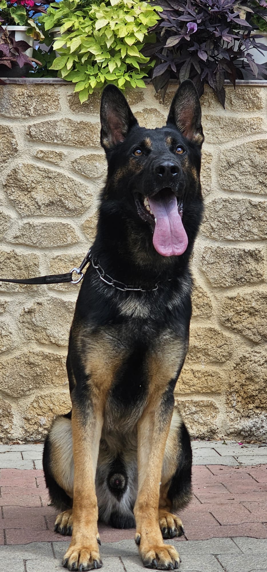 Django - Trained Adult Male German Shepherd - protectiondog.com