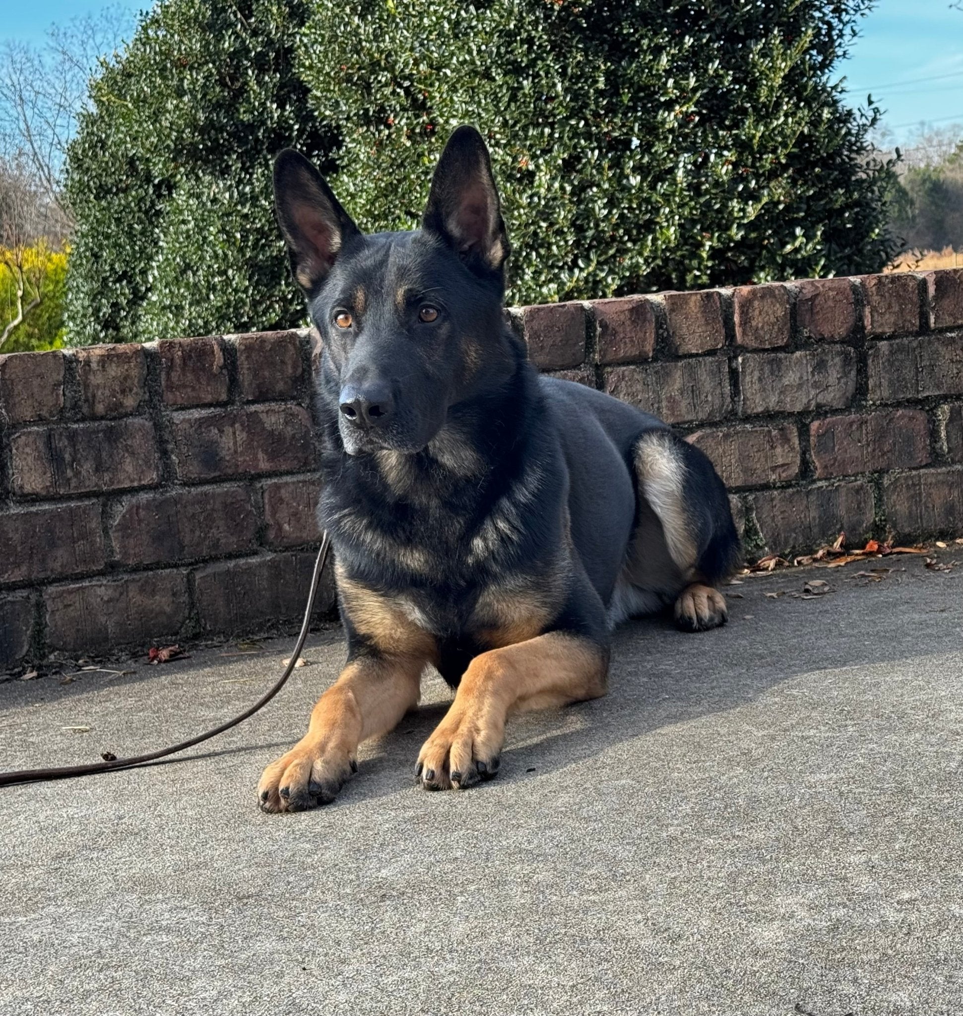 Django - Trained Adult Male German Shepherd - protectiondog.com