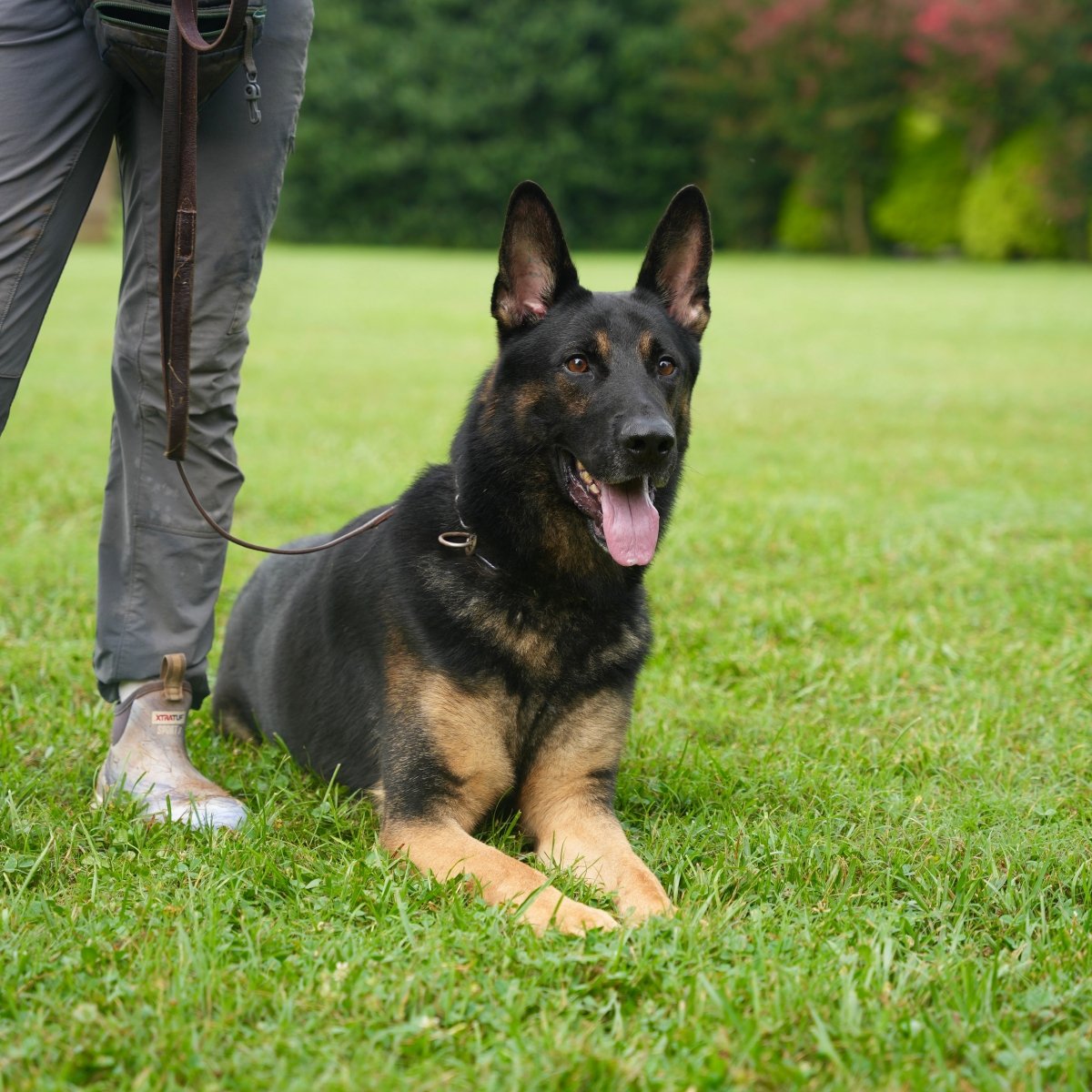 Django - Trained Adult Male German Shepherd - protectiondog.com