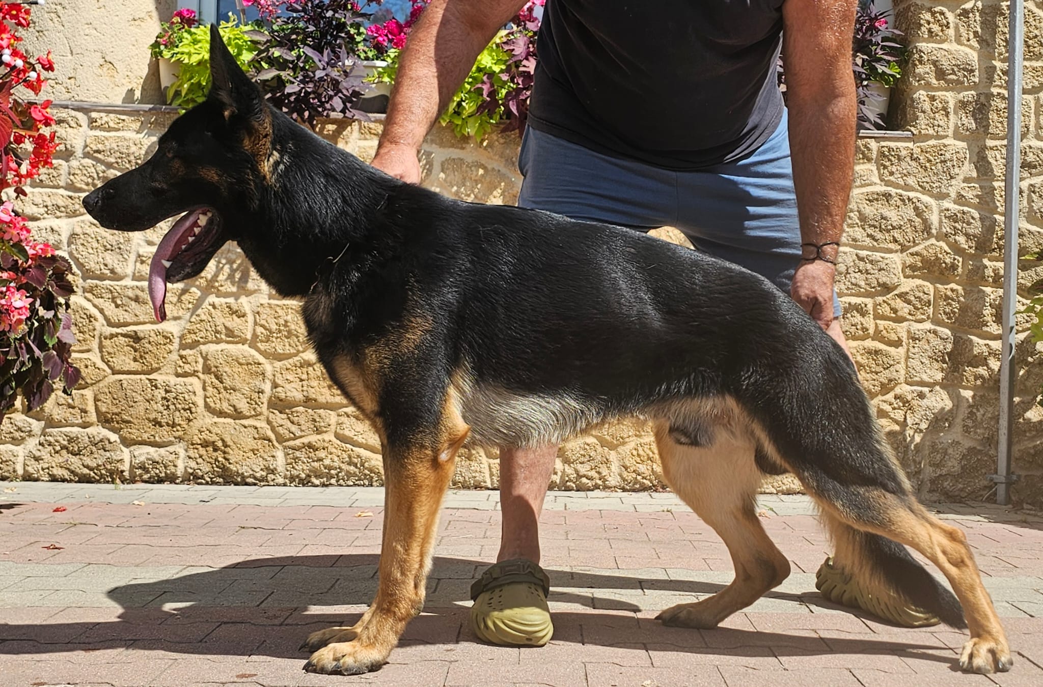 Django - Trained Adult Male German Shepherd - protectiondog.com