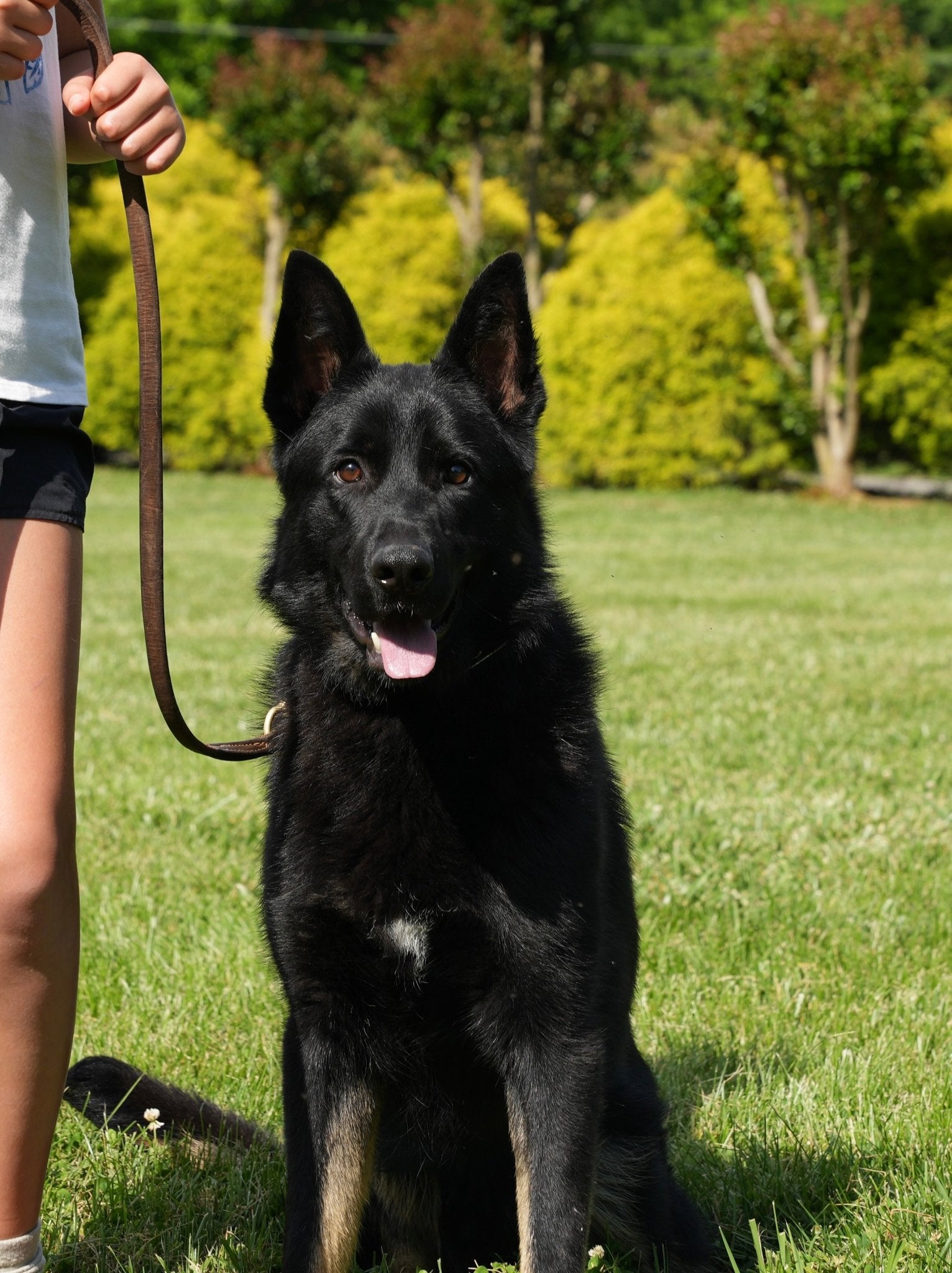 Eliot - protectiondog.com