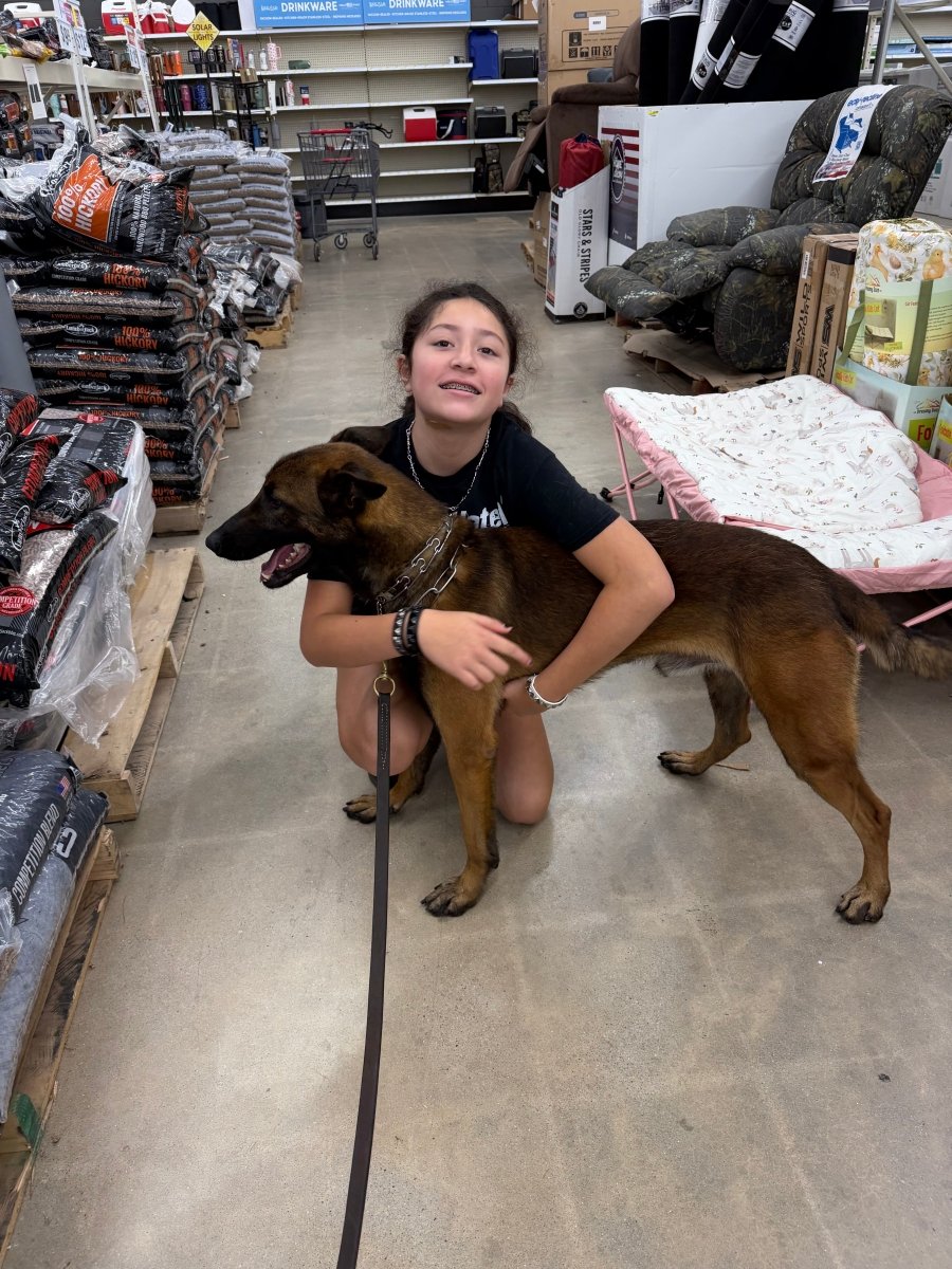 Eron Male Belgian Malinois - protectiondog.com