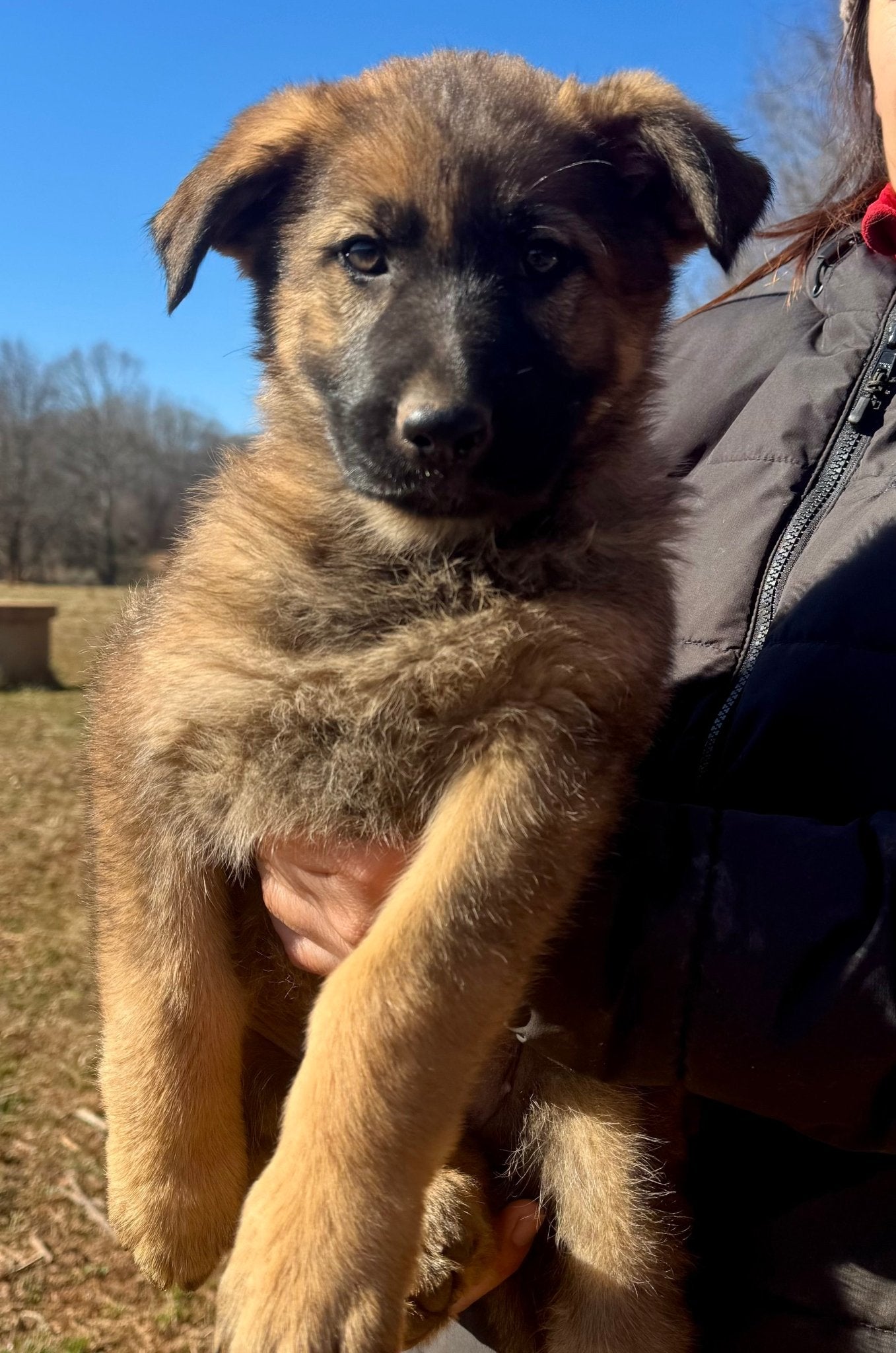 F Litter German Shepherd Puppies - protectiondog.com