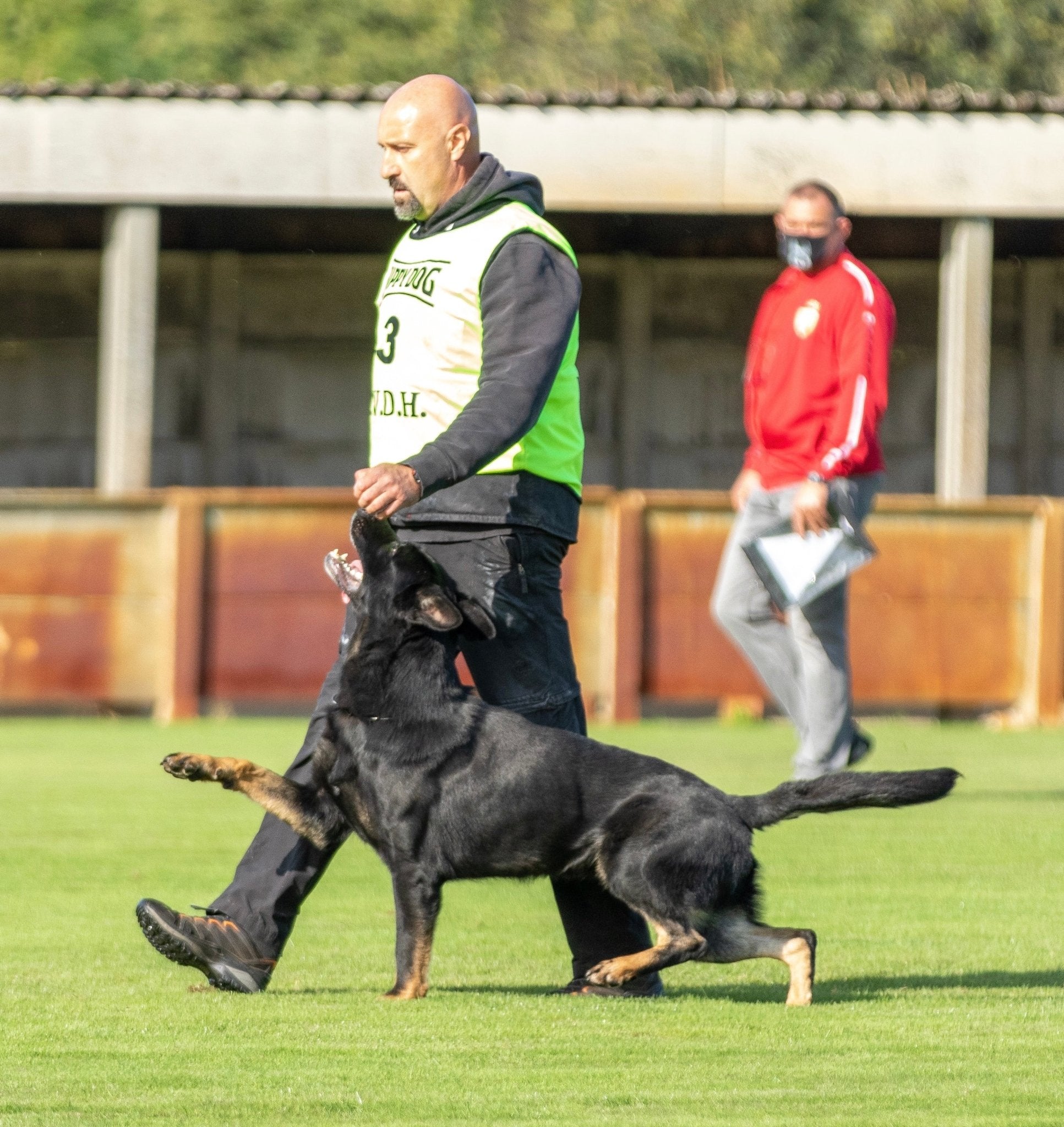 F Litter German Shepherd Puppies - protectiondog.com