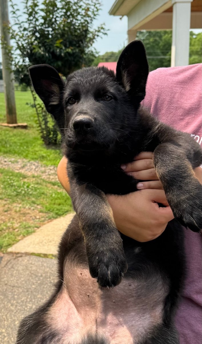 Person holding a black puppy outdoors on a sunny day