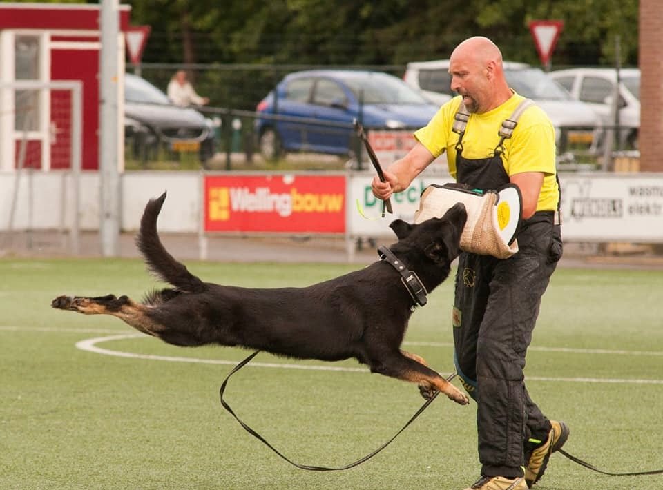 F Litter German Shepherd Puppies - protectiondog.com