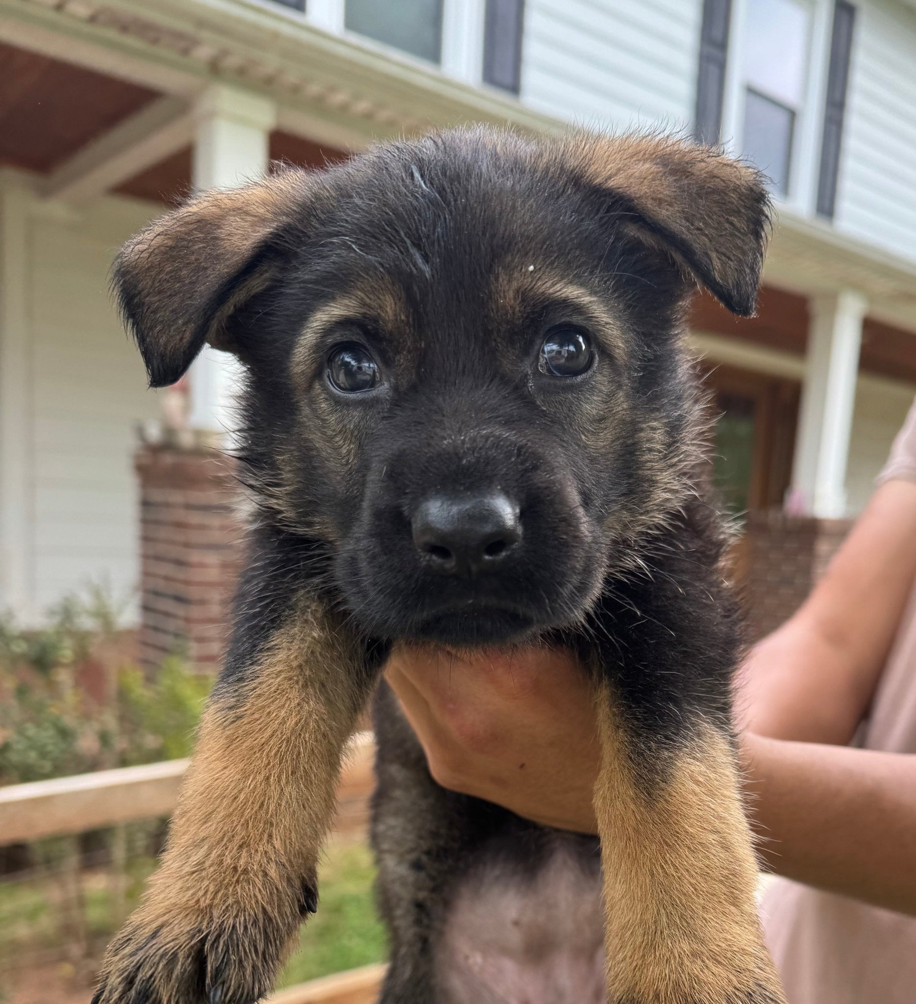 F Litter German Shepherd Puppies - protectiondog.com