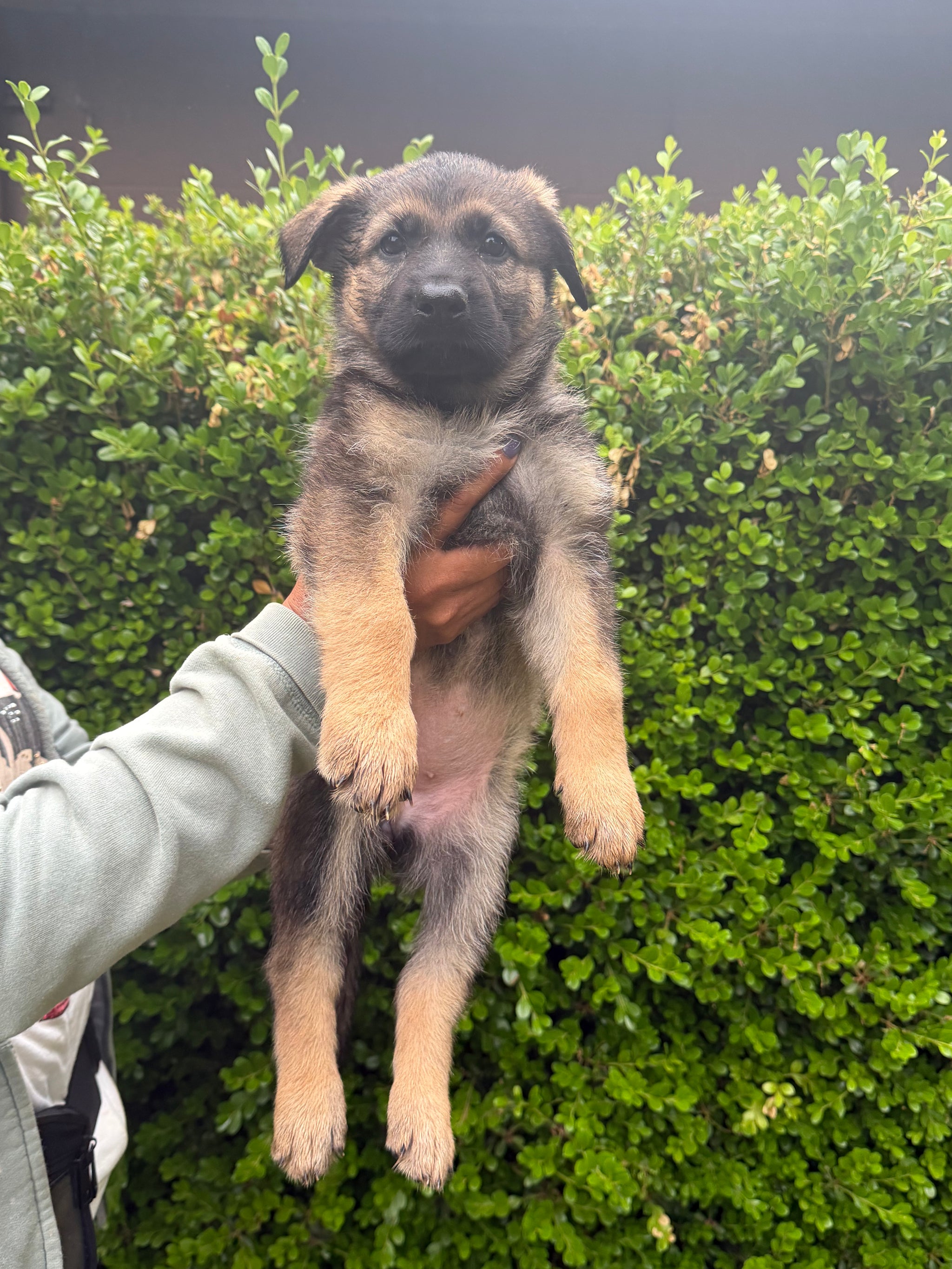 G Litter German Shepherd puppies for sale 2026 – Simanovich Protection Dogs
