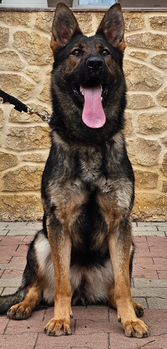 G litter puppies - protectiondog.com
