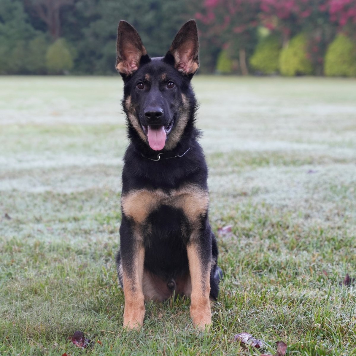 Gunner, trained adolescent male German Shepherd for sale – Simanovich Protection Dogs