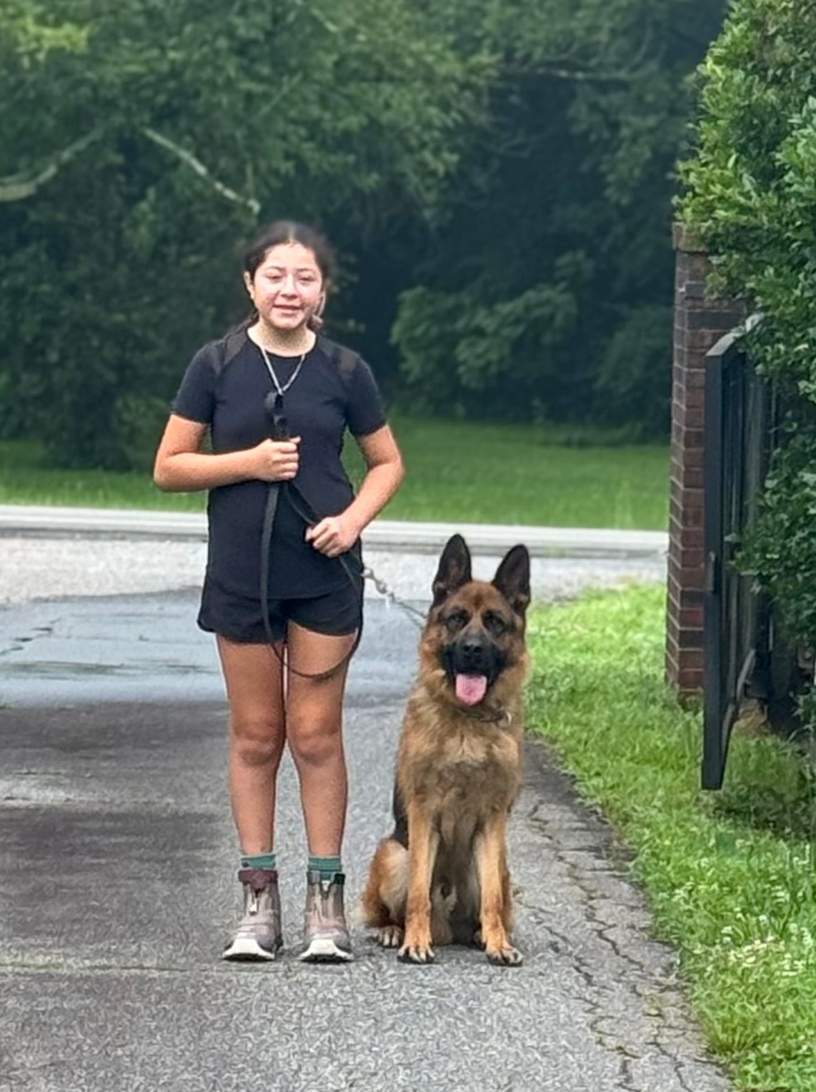 Hagar - Trained Adult Male German Shepherd - protectiondog.com