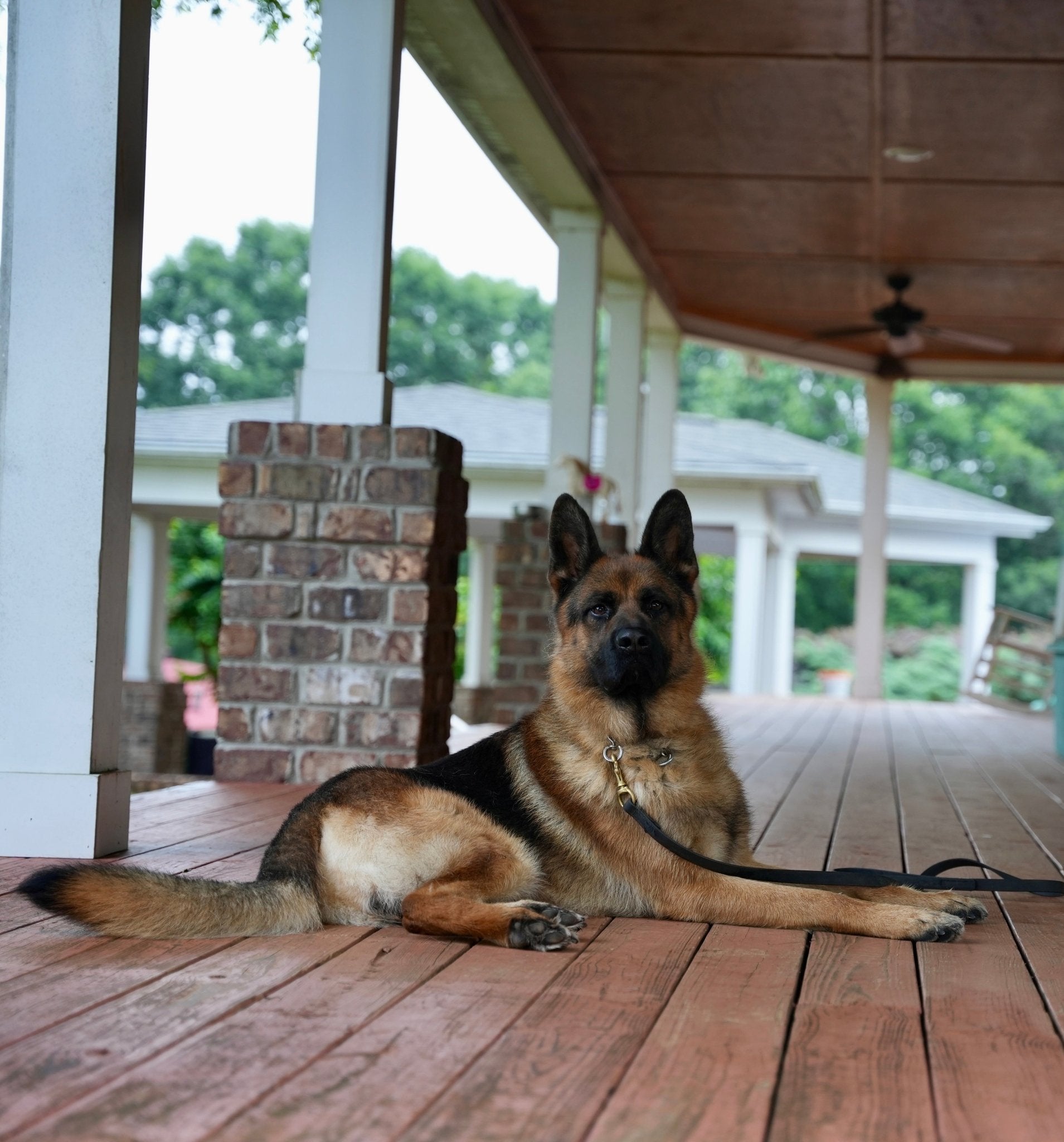 Hagar - Trained Adult Male German Shepherd - protectiondog.com