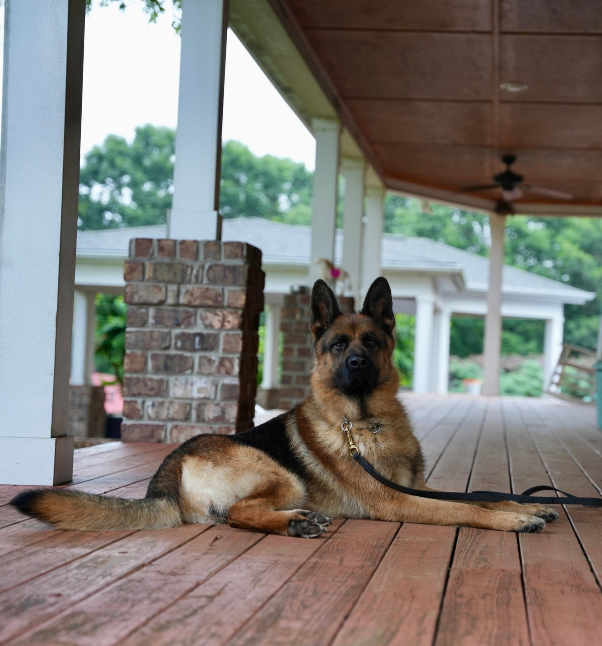 Hagard, trained adult male German Shepherd protection dog for sale – Simanovich Protection Dogs