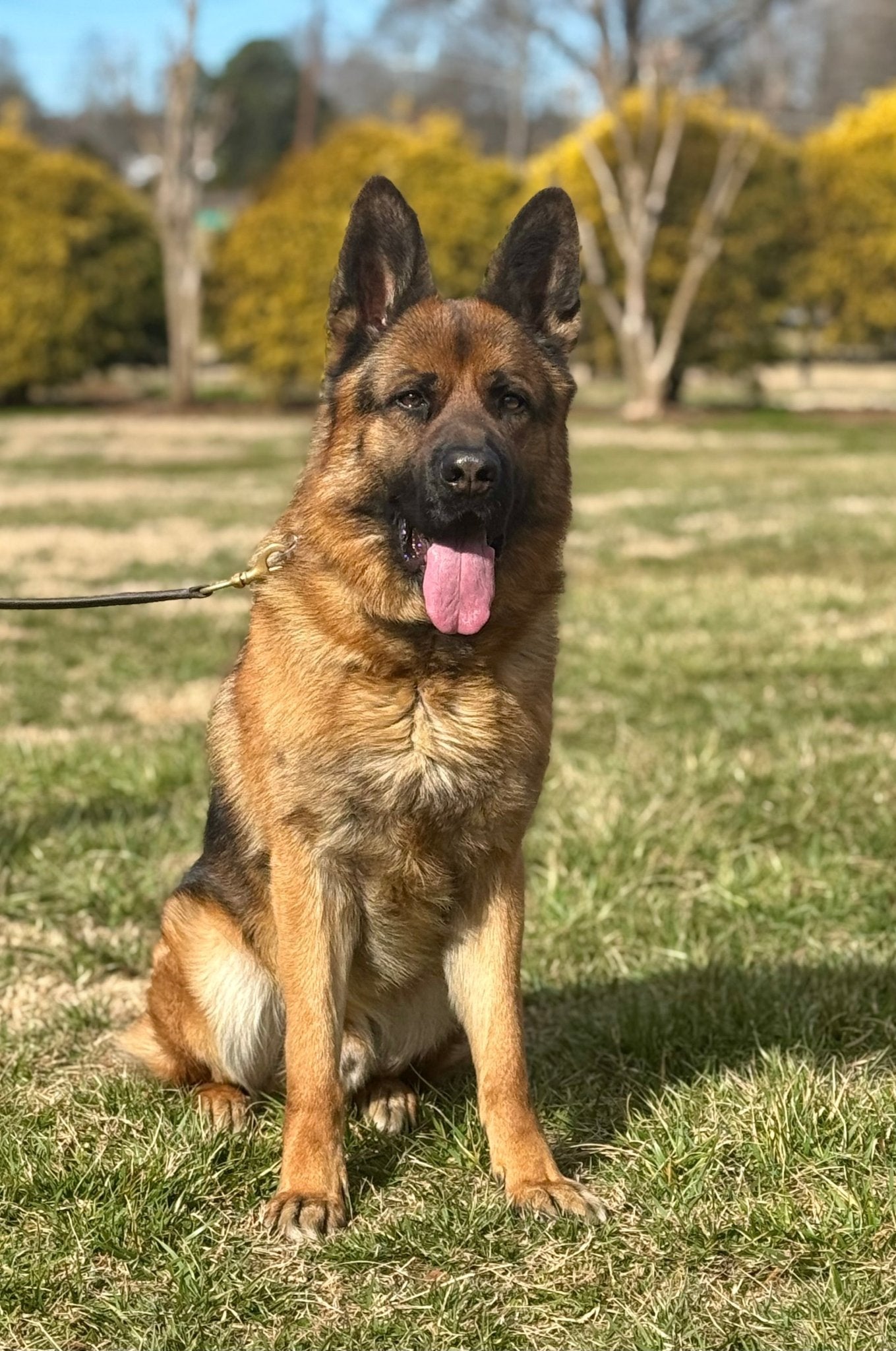 Hagar - Trained Adult Male German Shepherd - protectiondog.com