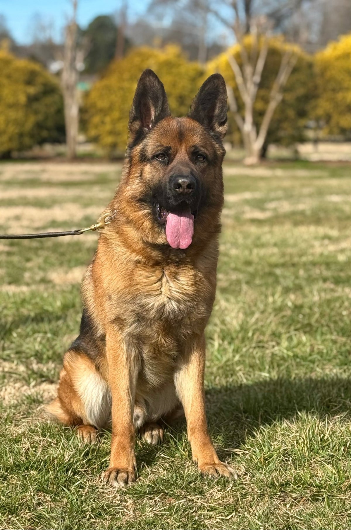 Hagard, trained adult male German Shepherd protection dog for sale – Simanovich Protection Dogs
